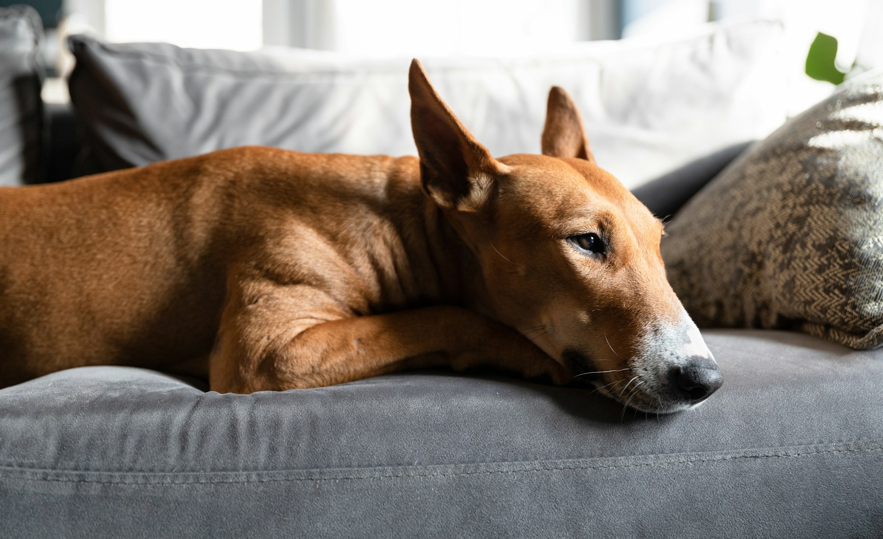 犬の便が黒い時、写真と体調を残す。のメイン画像