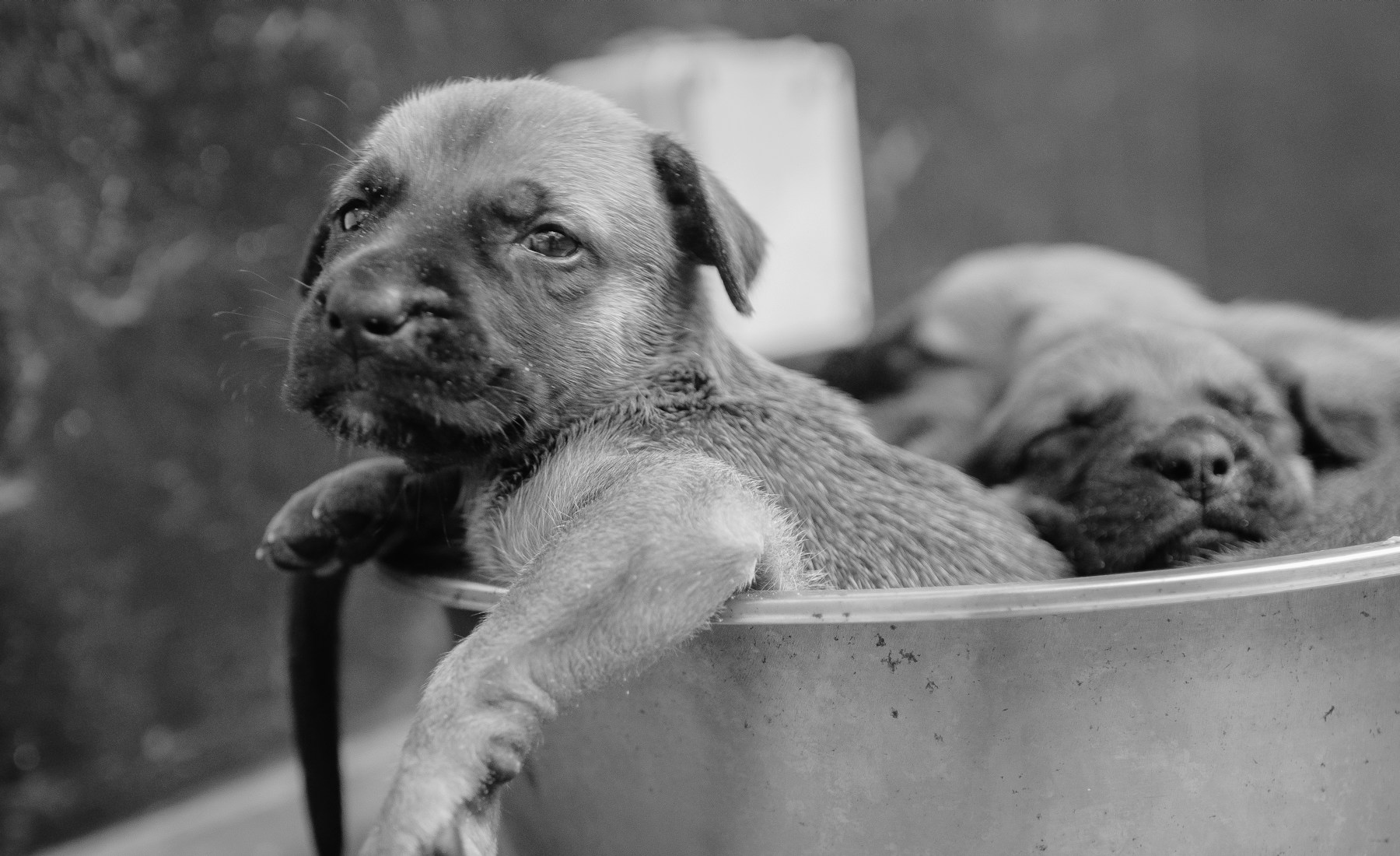 犬の呼吸が荒い時、落ち着く前に見ること。のメイン画像