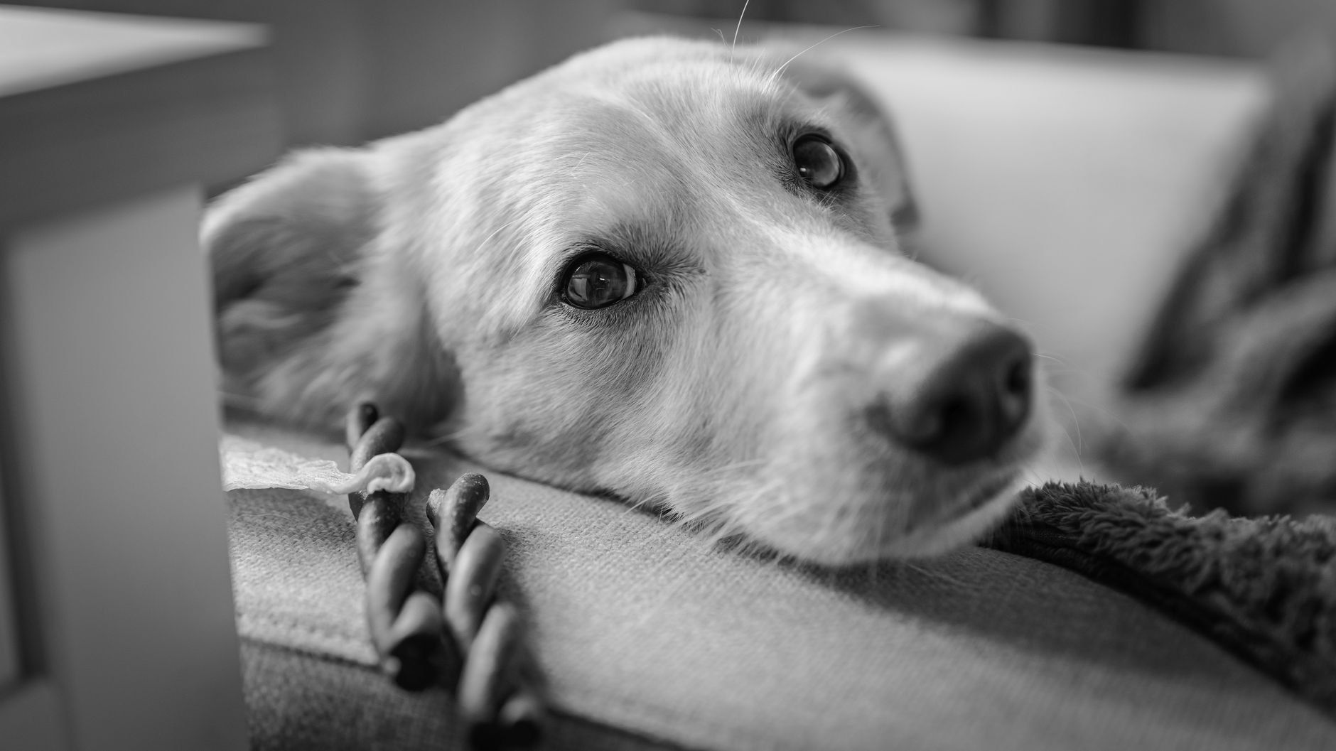 犬が水を飲まない時、まず確認すること。のメイン画像