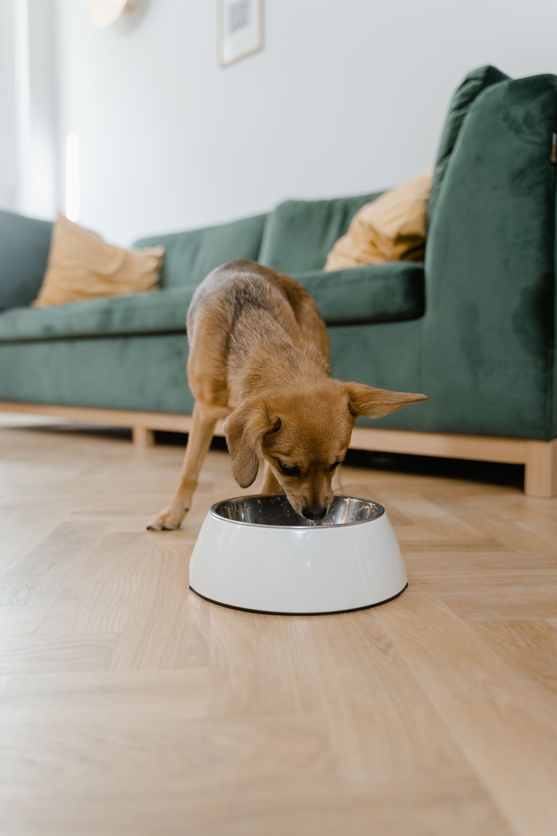犬のおやつ量、あげすぎる前に見ること。のメイン画像