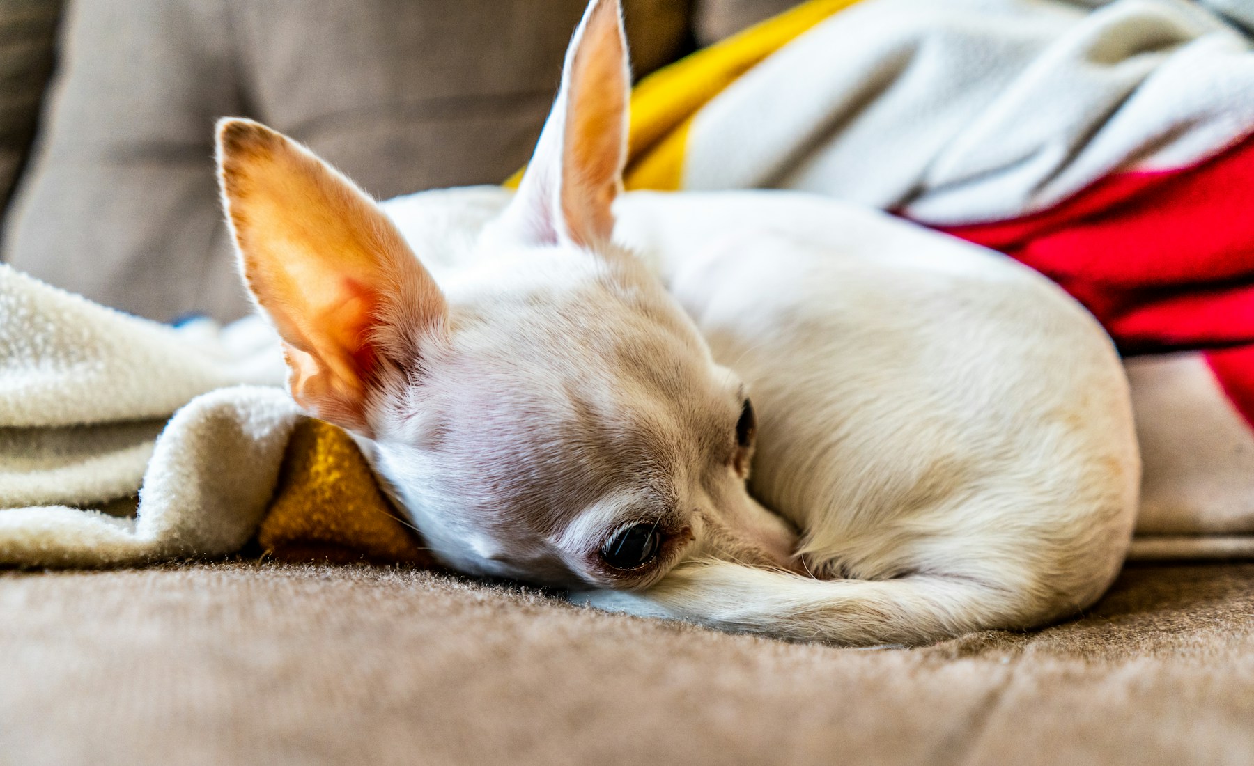犬のフードを変える前に、食欲と便の記録を見る。のメイン画像