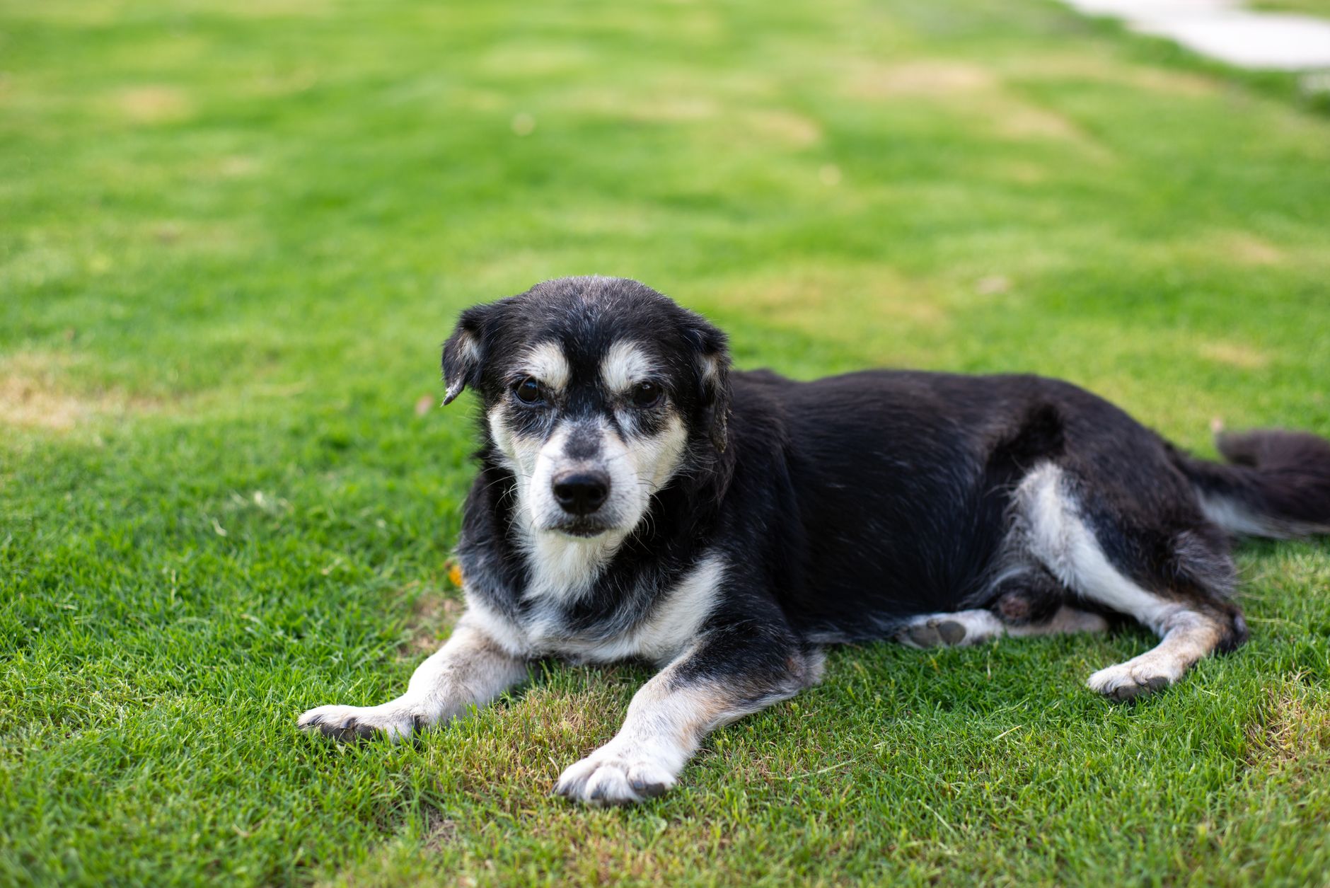 老犬が寝てばかりの時、年齢だけで決めない。のメイン画像