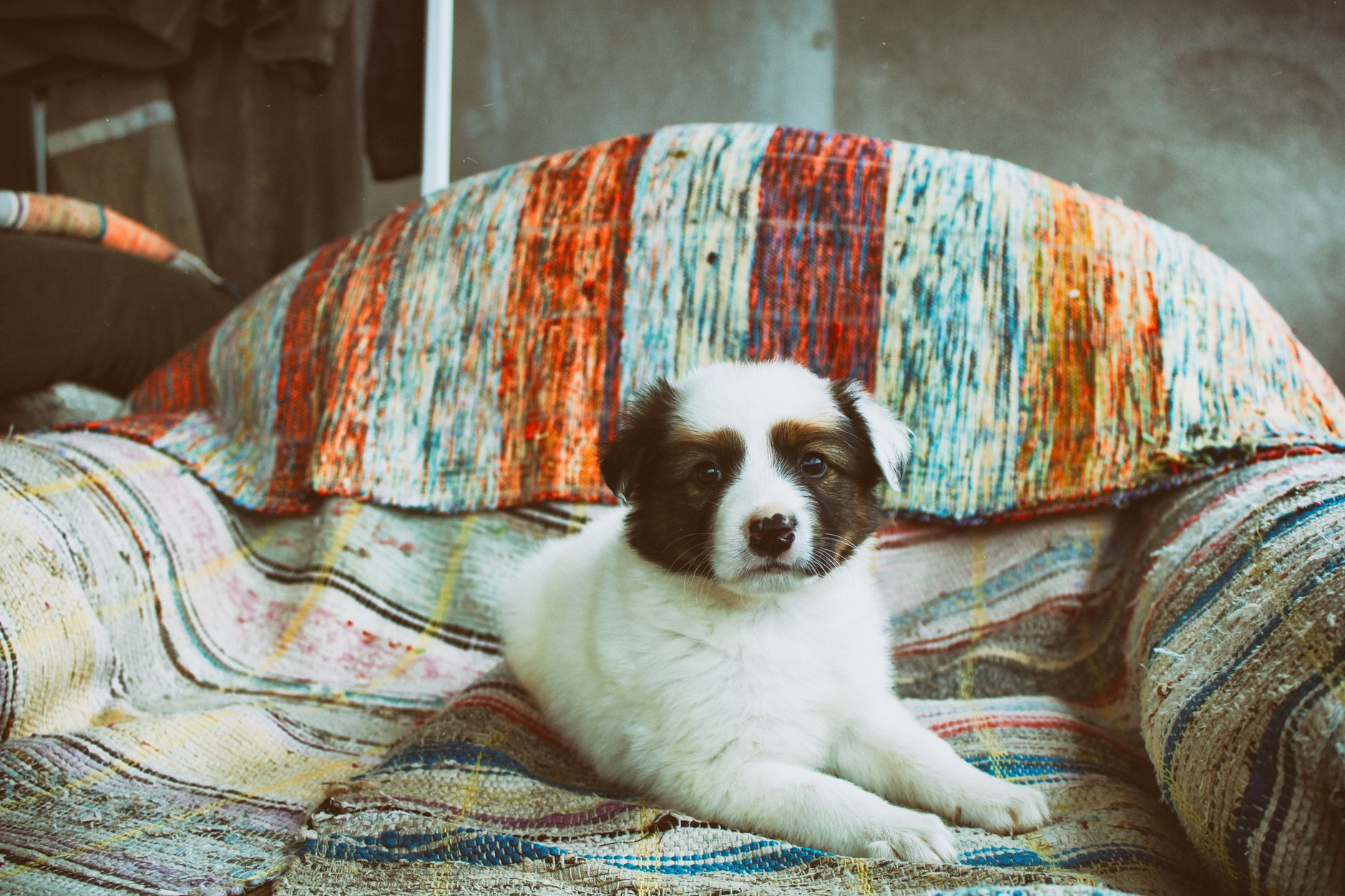 子犬のしつけはいつから始めるか。のメイン画像