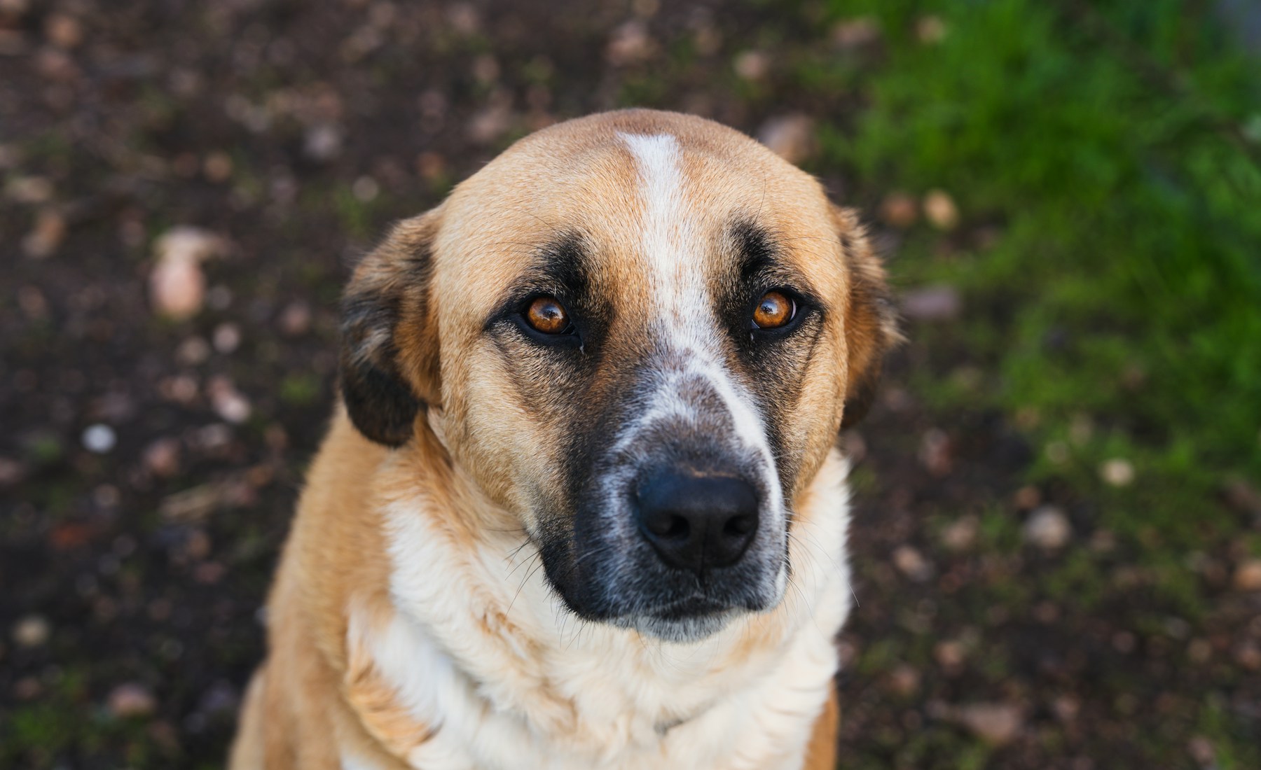 犬のフケが増えた時に見ること。のメイン画像