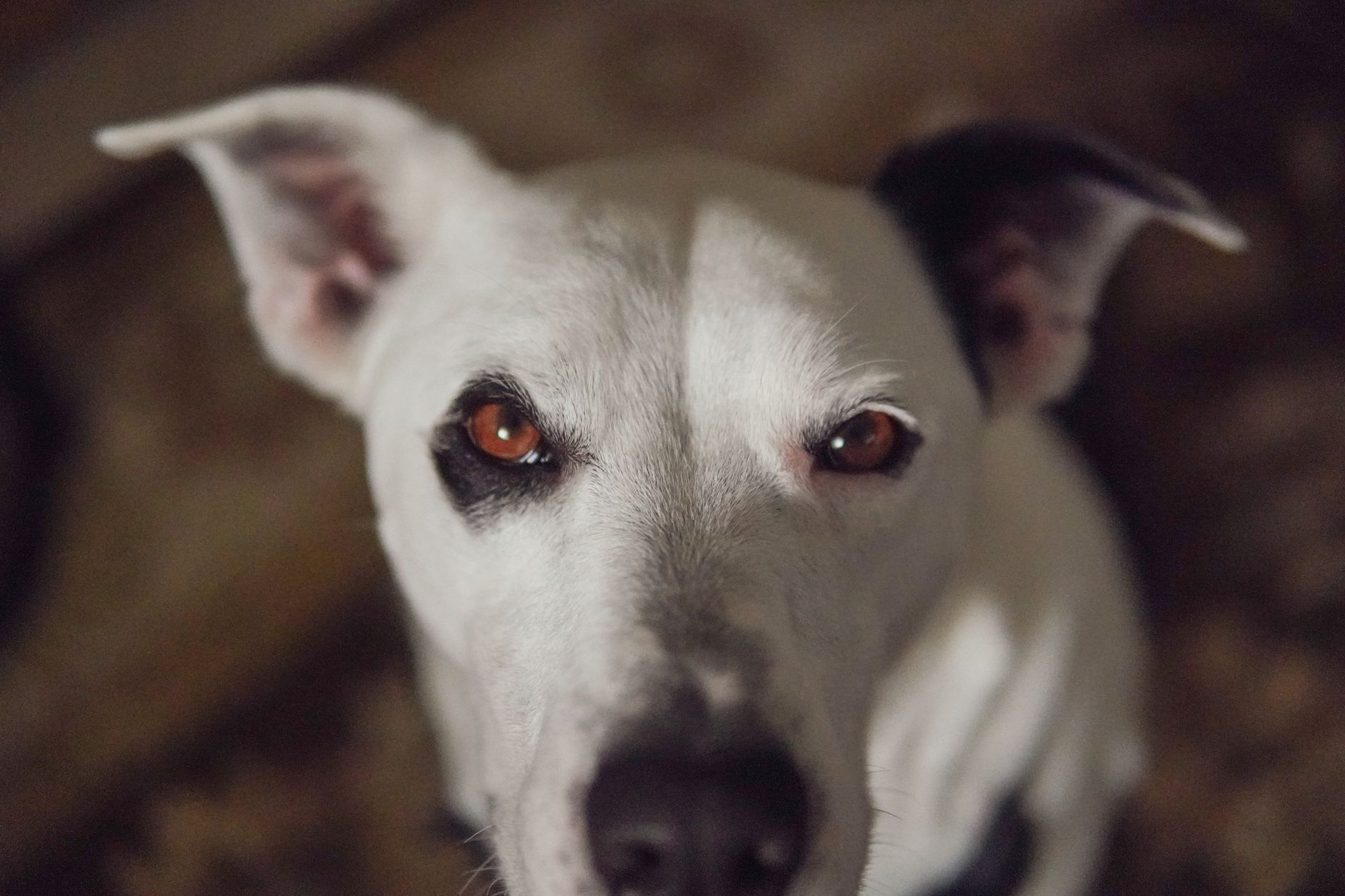 犬が体をかく時、かゆみの流れを見る。のメイン画像