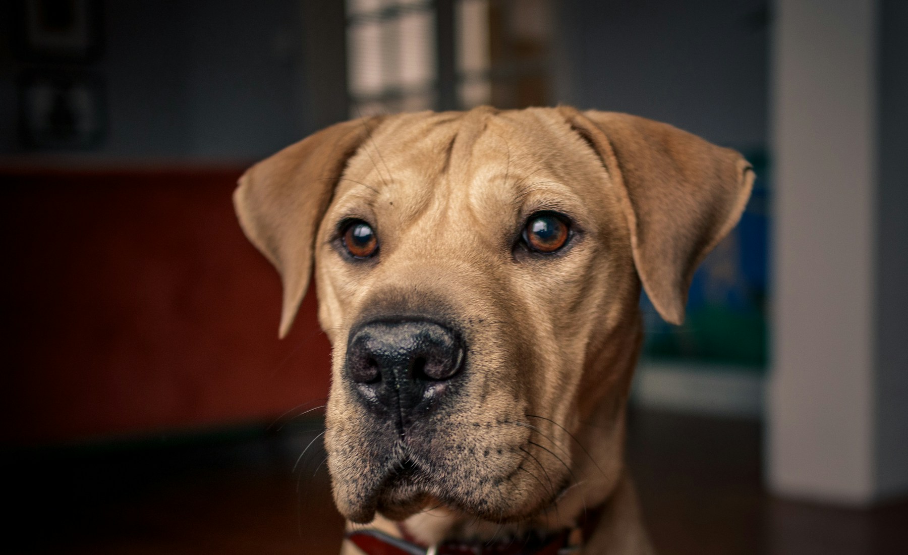 犬の便秘が気になる時の見方。のメイン画像