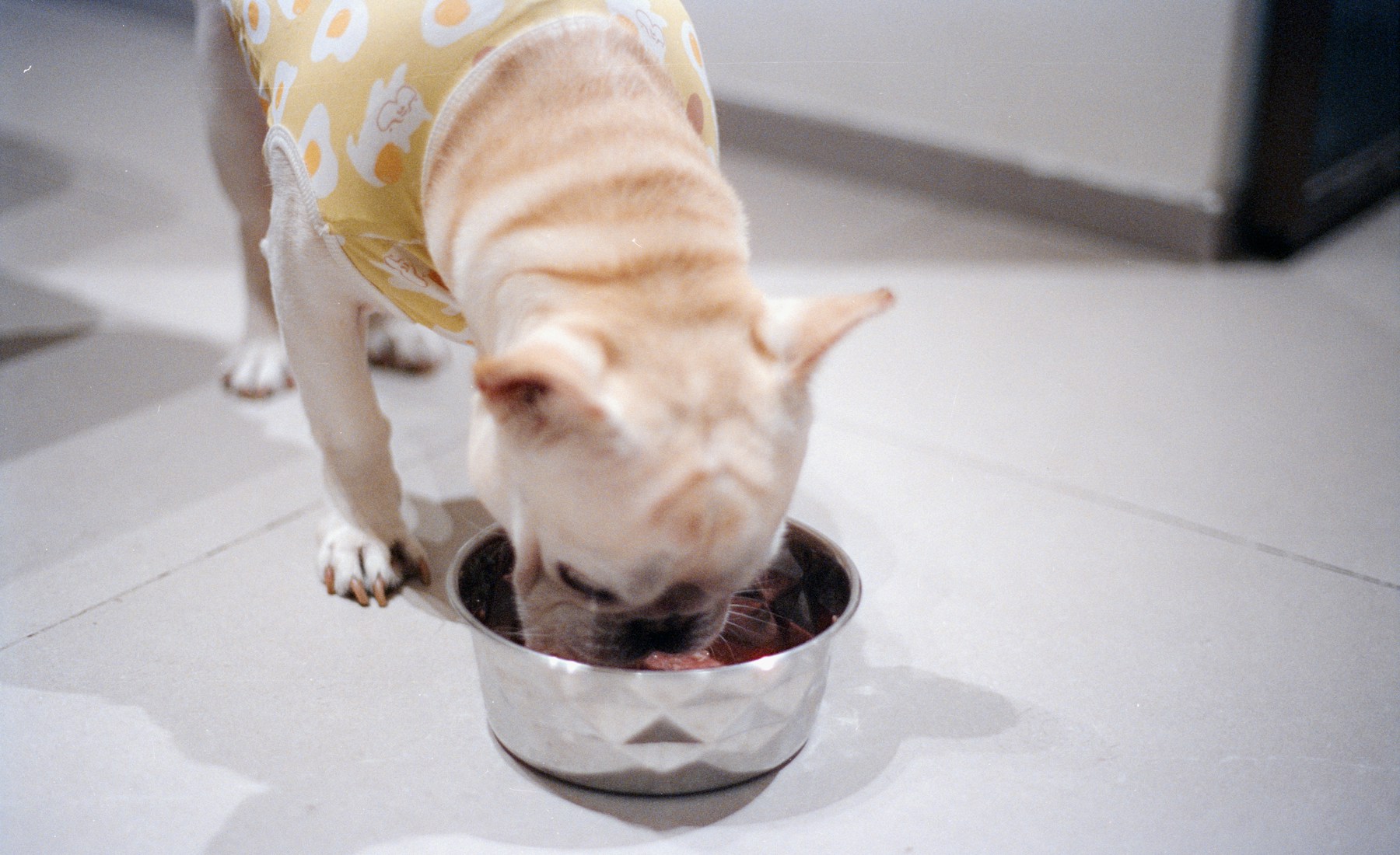 犬がドッグフードを食べないのはわがまま？決めつける前に見ること。のメイン画像