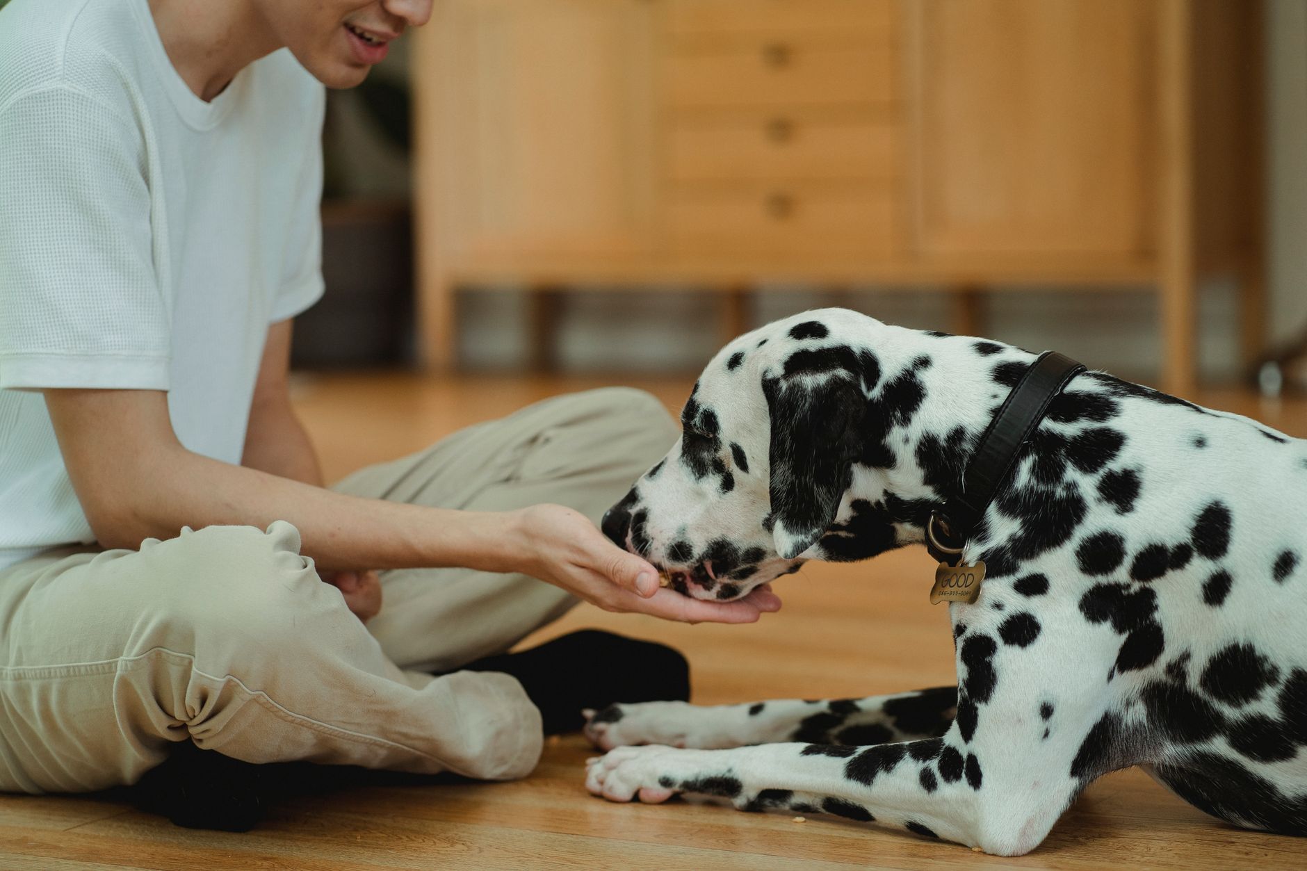 犬のトイレ失敗が続く時、最初に見る3つのこと。のメイン画像