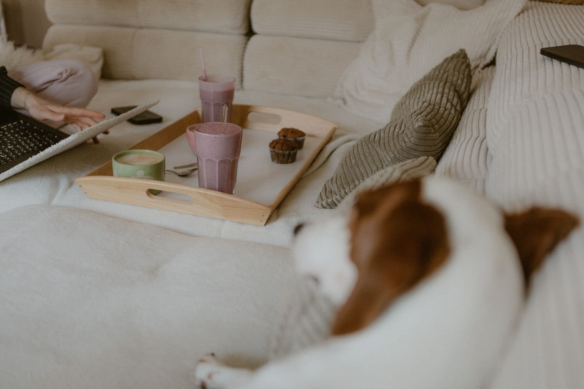 犬の体重が増えない時、食事量だけで決めない。のメイン画像
