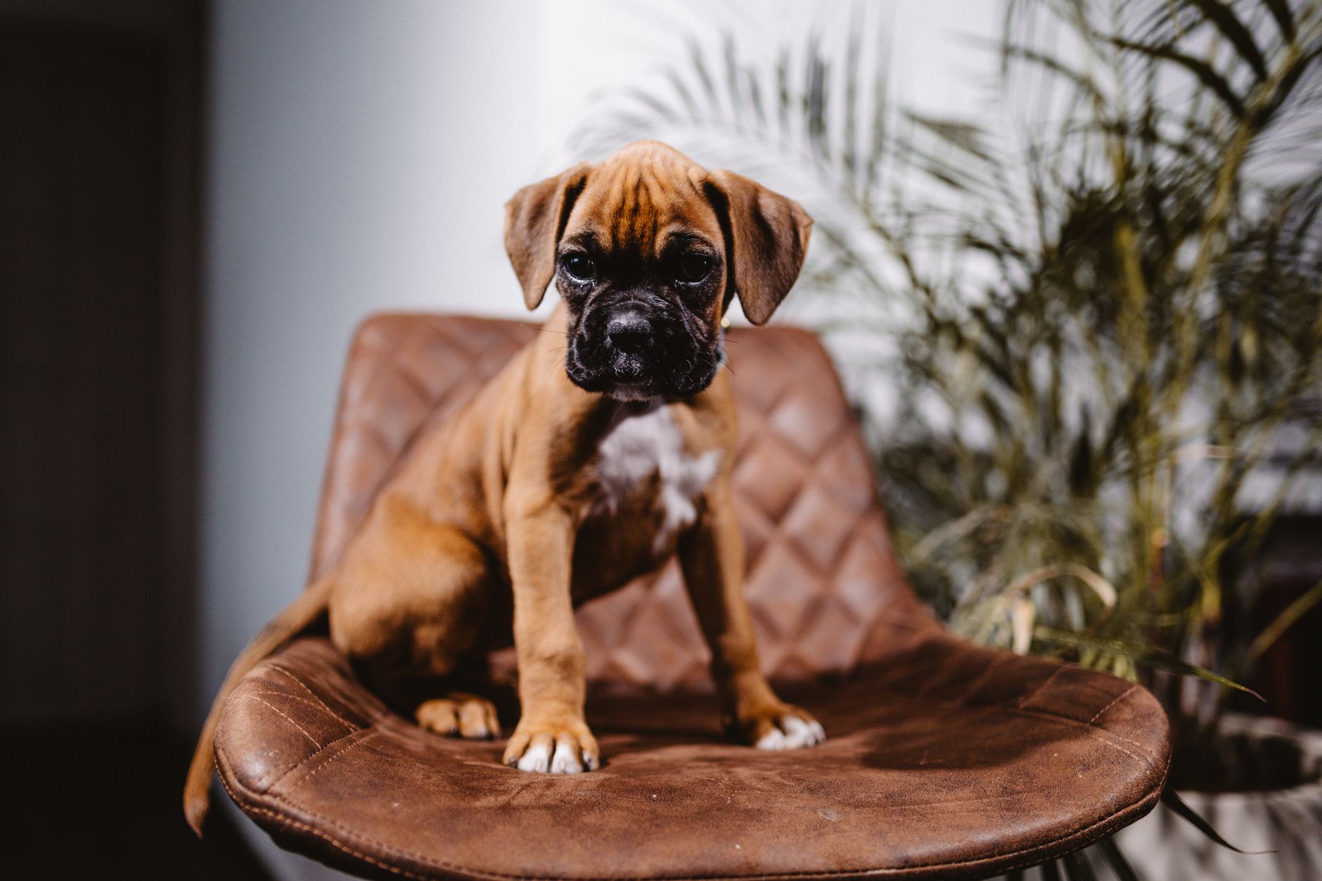 犬が急にトイレを失敗する時、生活変化と体調を見る。のメイン画像