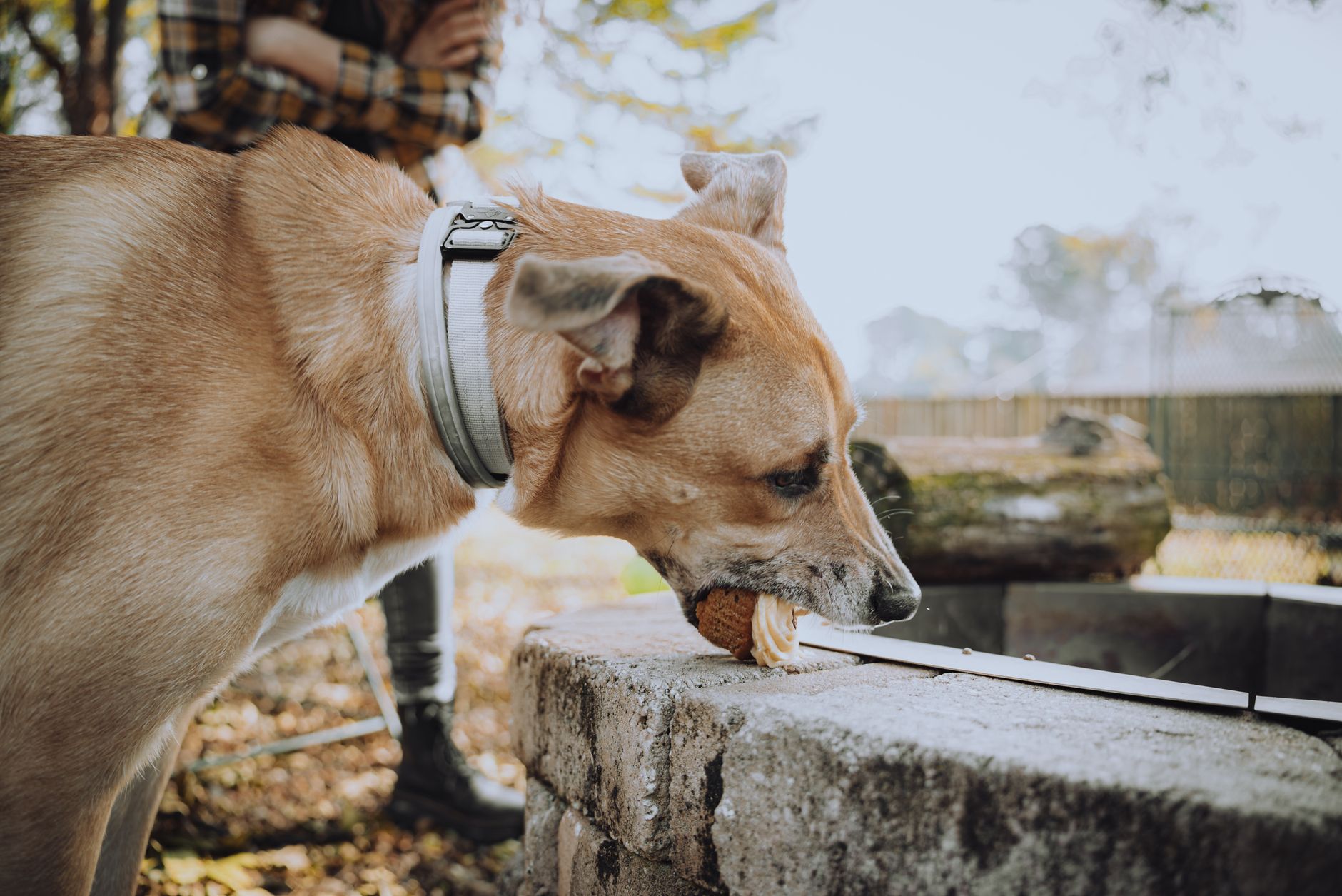 犬の食べムラが続く時、量とタイミングを見直す。のメイン画像