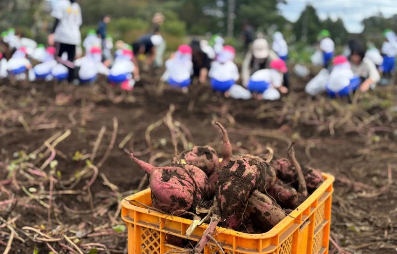 幼稚園の畑でとれた沢山のさつまいも