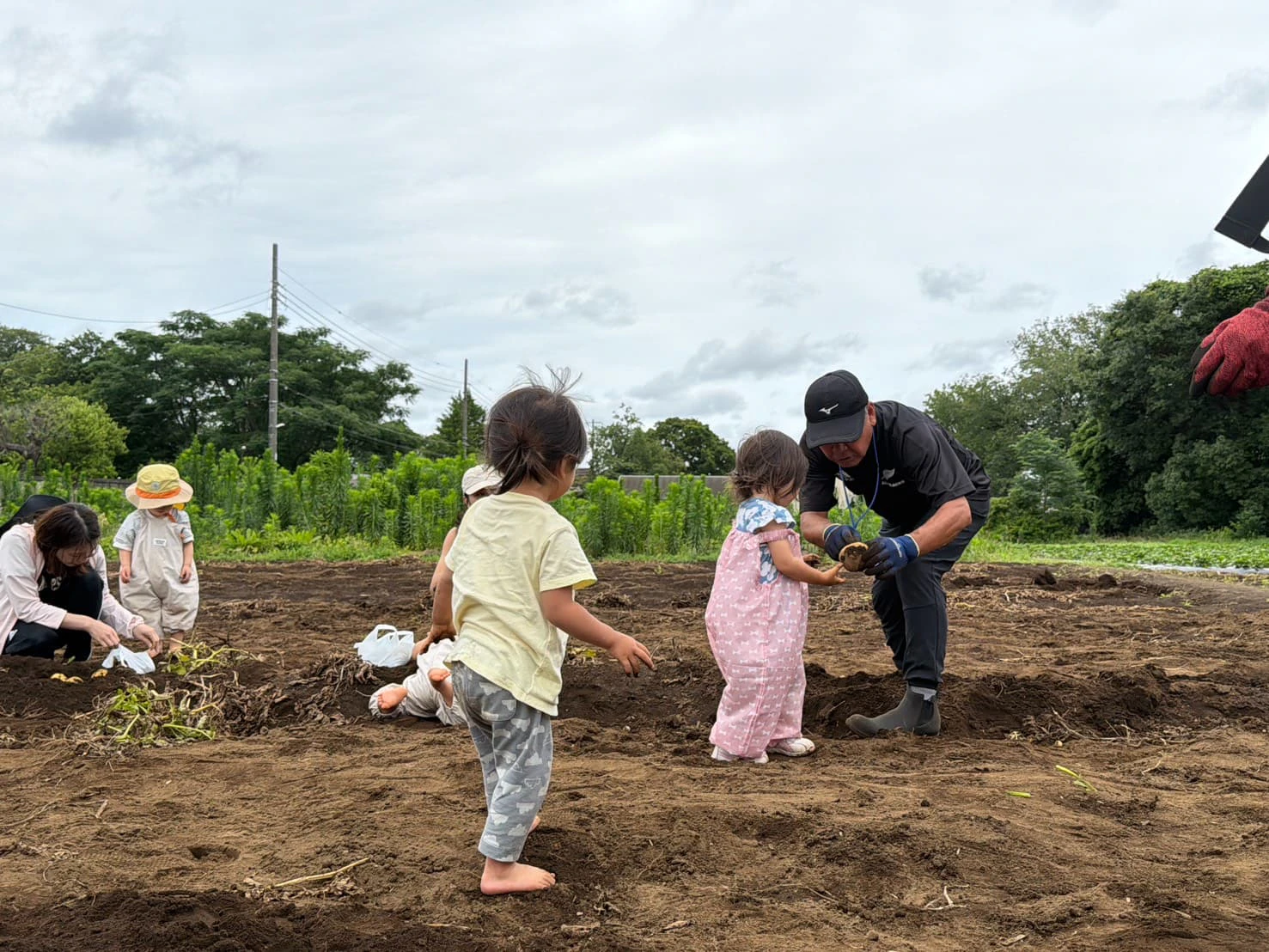 みもみ幼稚園の農園で裸足になってじゃがいもを掘る未就園児の女の子たち