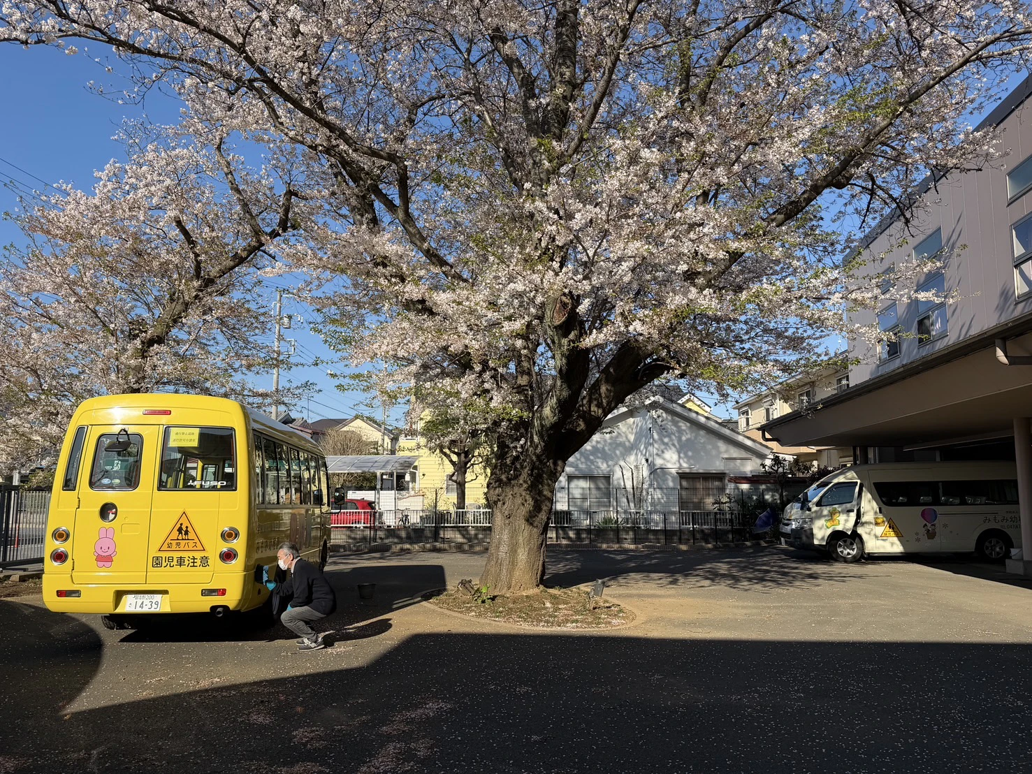 幼稚園の桜とバス
