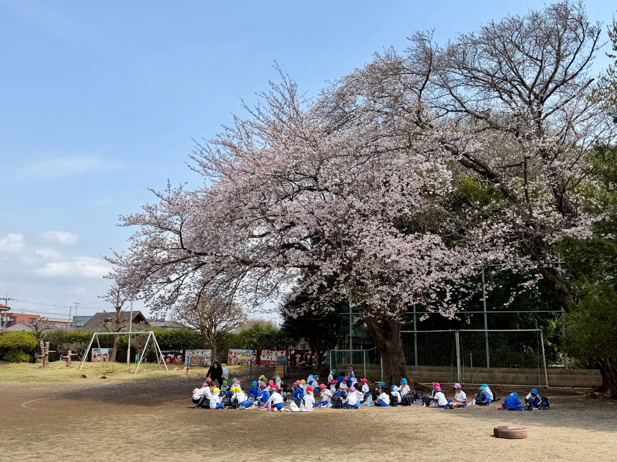 幼稚園の園庭に咲く桜の木の下で子どもたちがお弁当を食べている様子