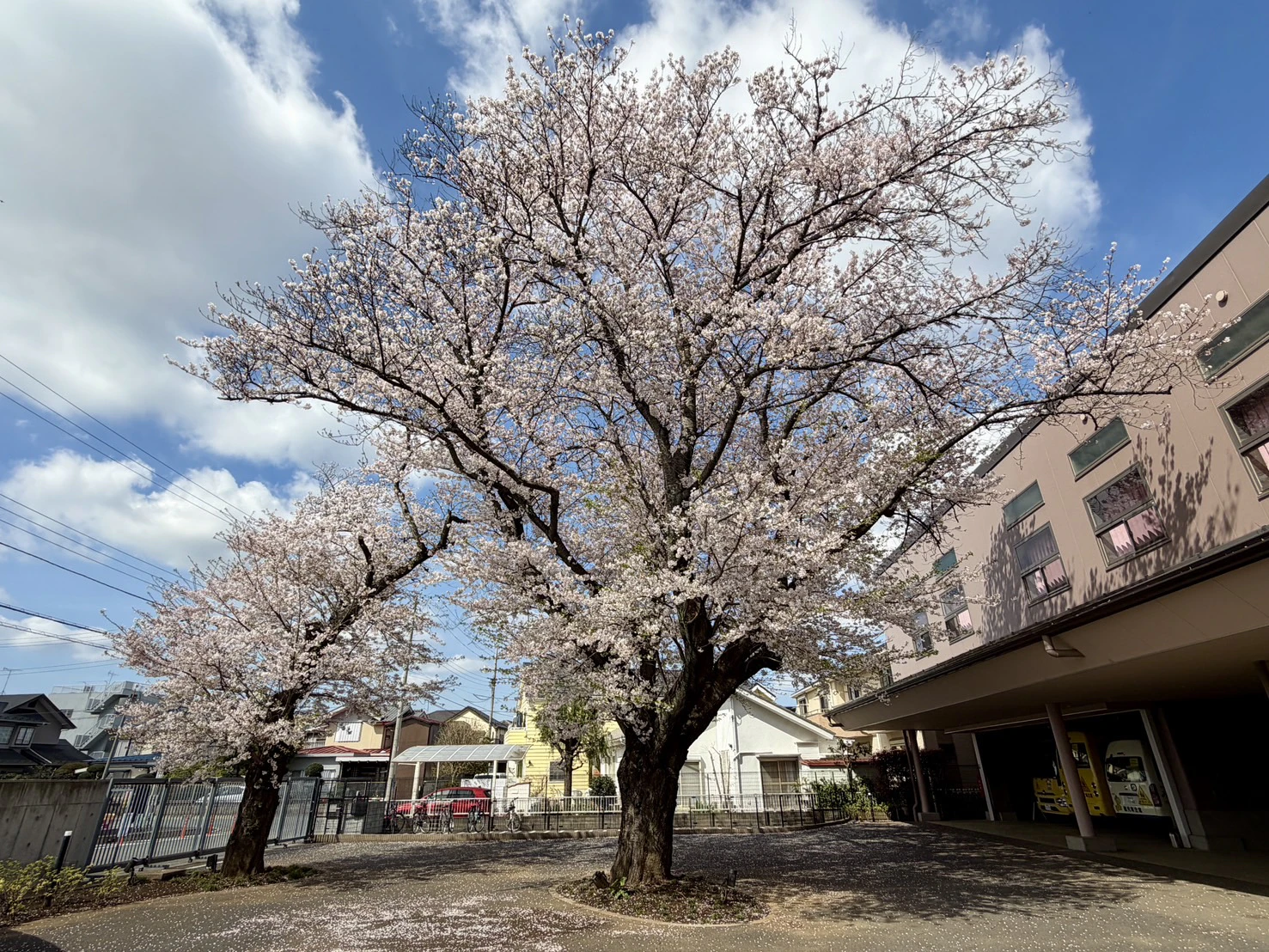 幼稚園の大きな桜の木の写真