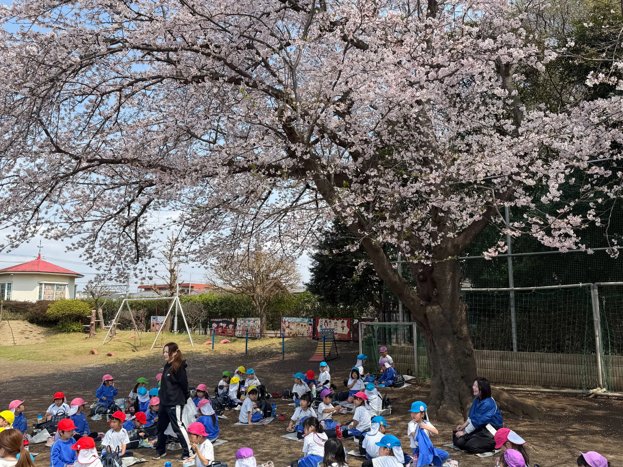 園庭の桜の木の下でお花見をする子どもたち