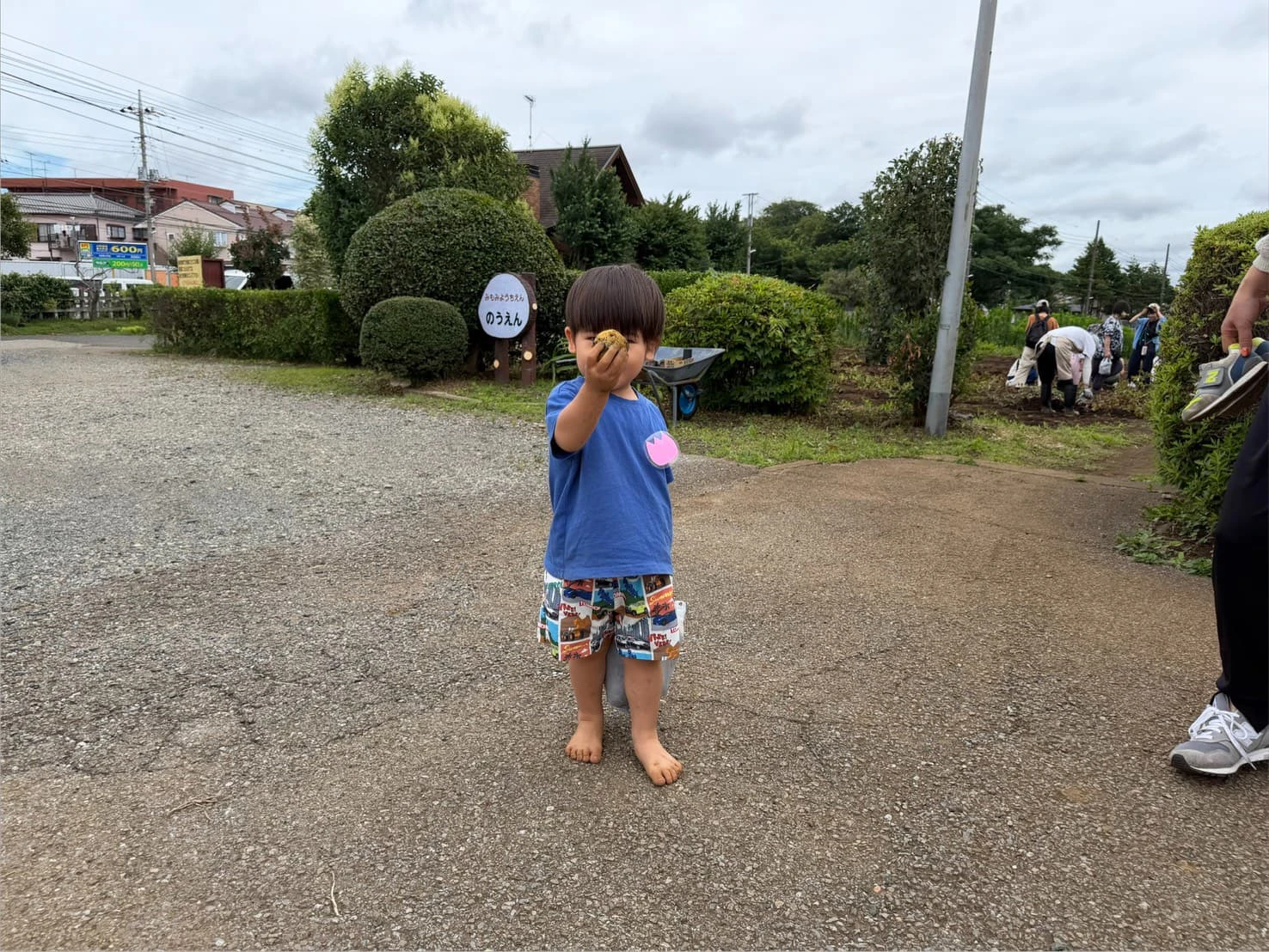 みもみ幼稚園の農園で裸足になってじゃがいもを掘り誇らしげに見せる男の子