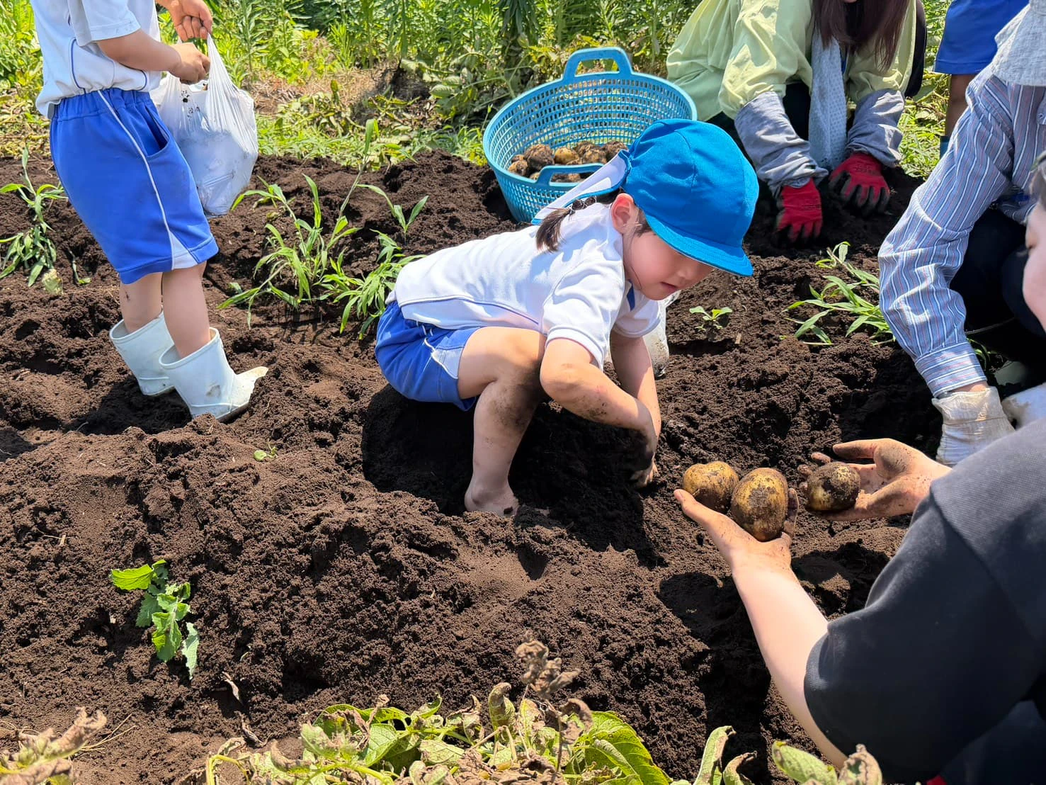 みもみ幼稚園の農園で裸足になって掘る女の子