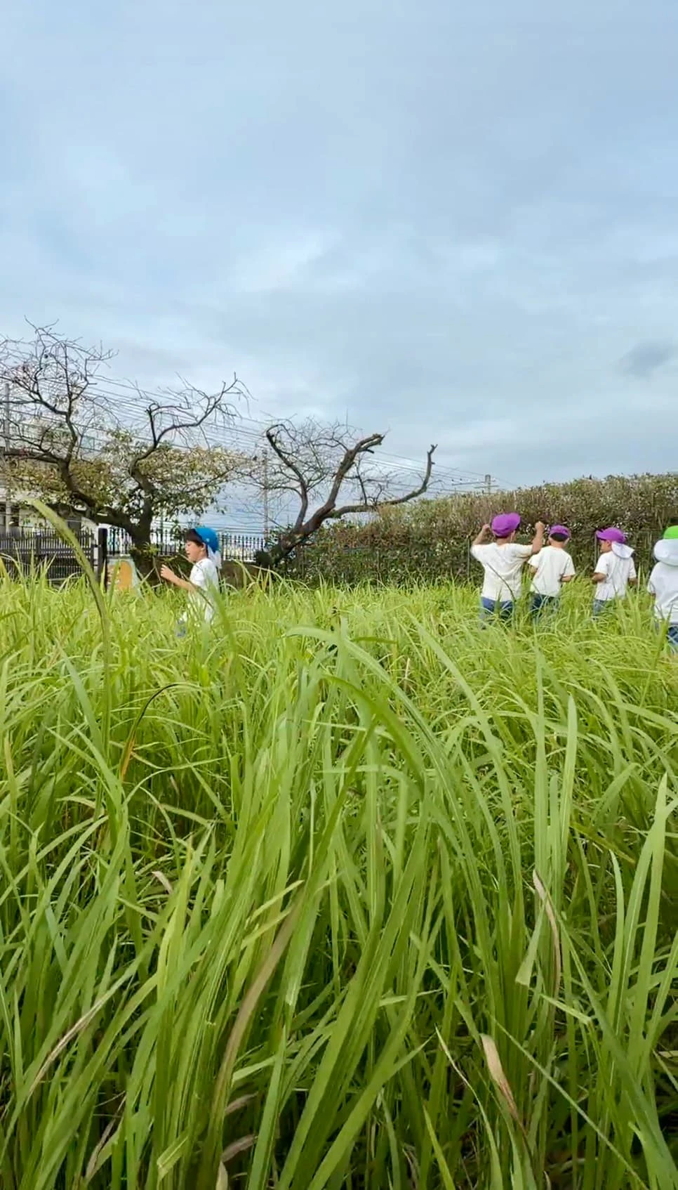 みもみ幼稚園の虫ランドで虫探しする子どもたち