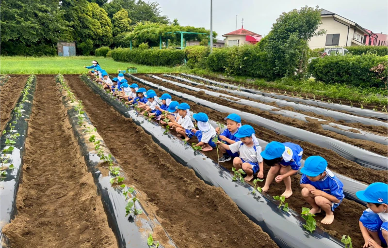 年長組が、裸足になり、畑でさつまいもの苗を植えている様子