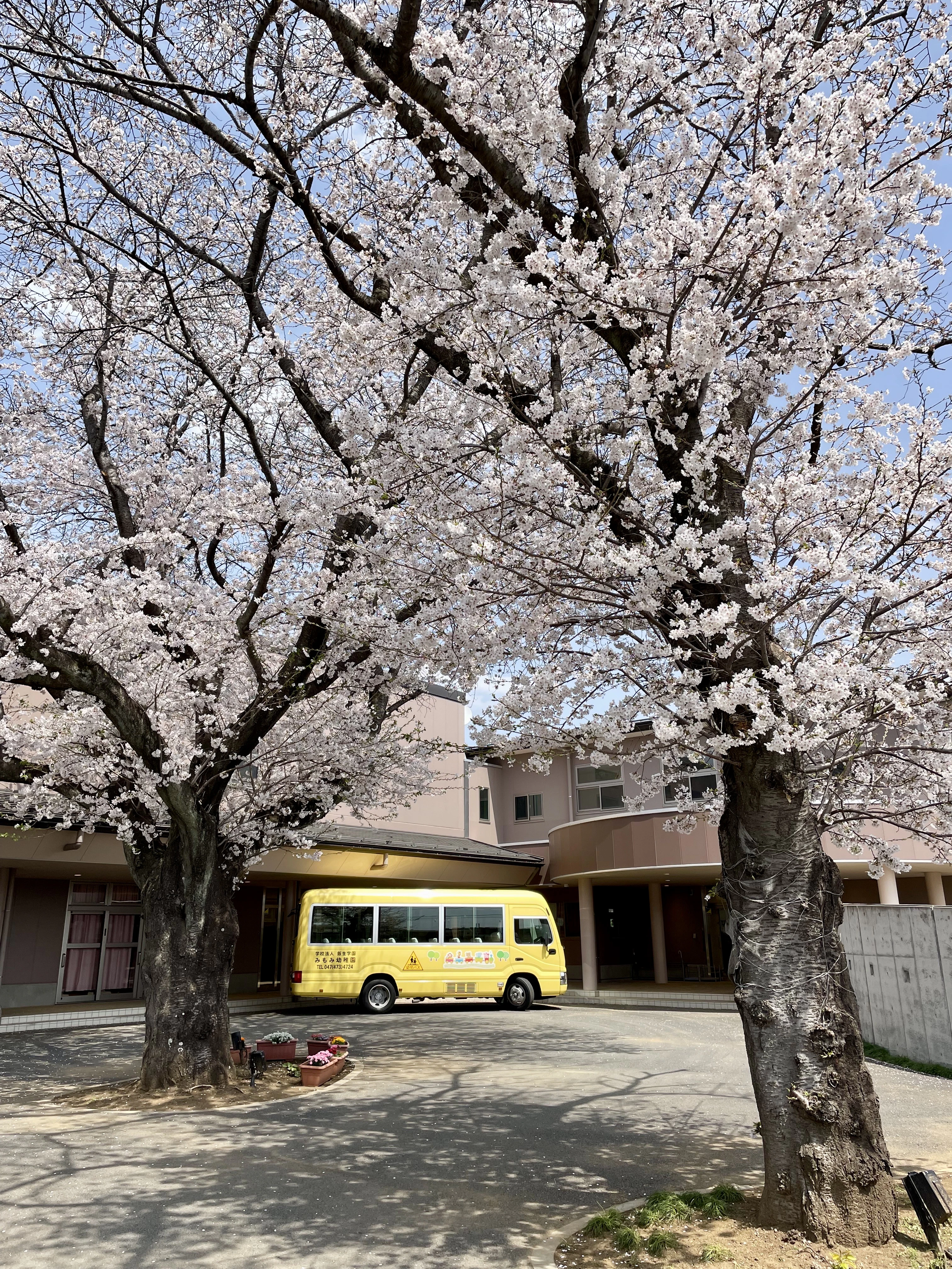 桜の木の下に停車する園バス