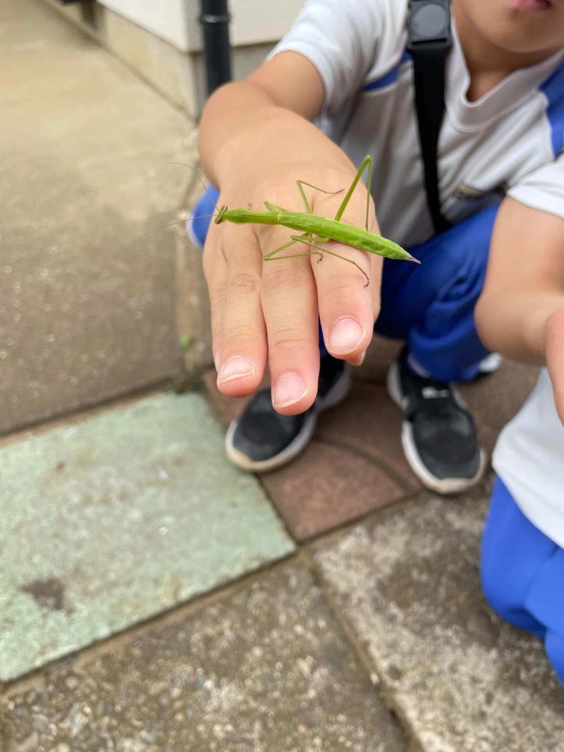 カマキリを見つけて手のひらにのせる男の子男の子