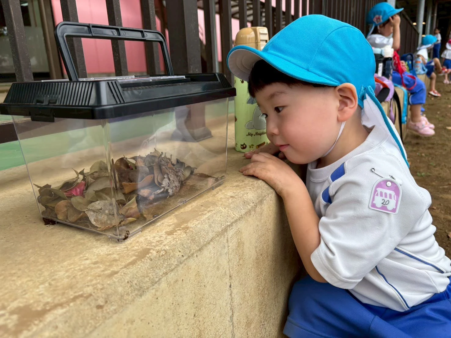 みもみ幼稚で虫かごに入れた虫を見つめる男の子