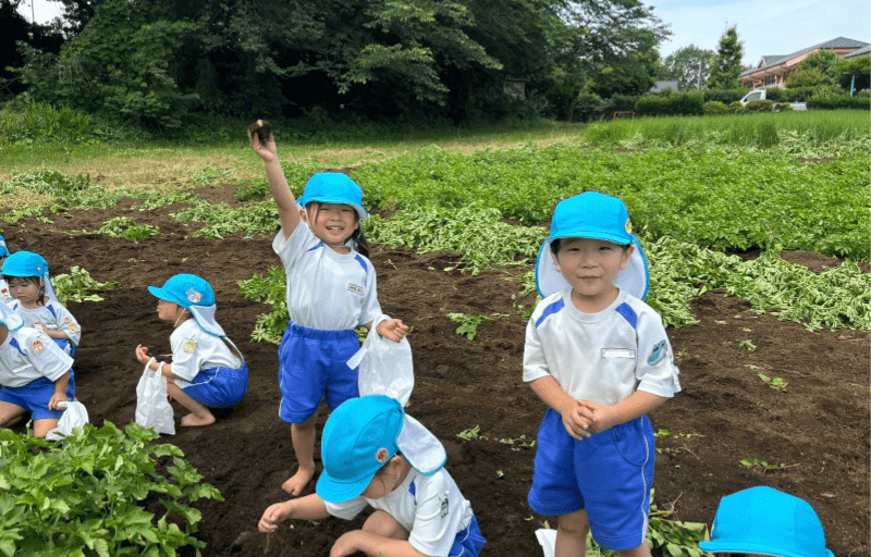 複数の3歳児が畑で裸足になり笑顔でじゃがいもを掘っている様子