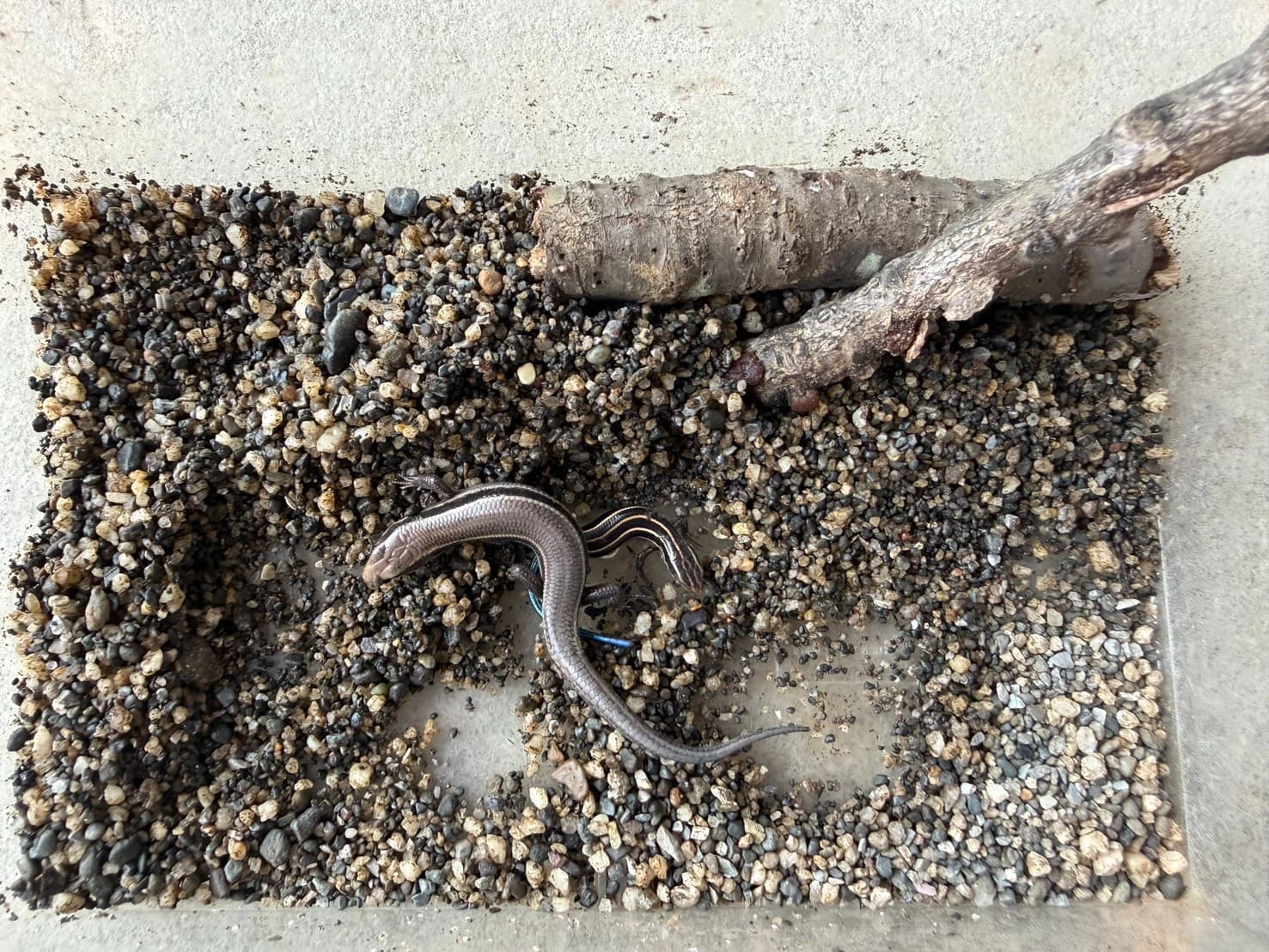 みもみ幼稚園で見つけたカナヘビ