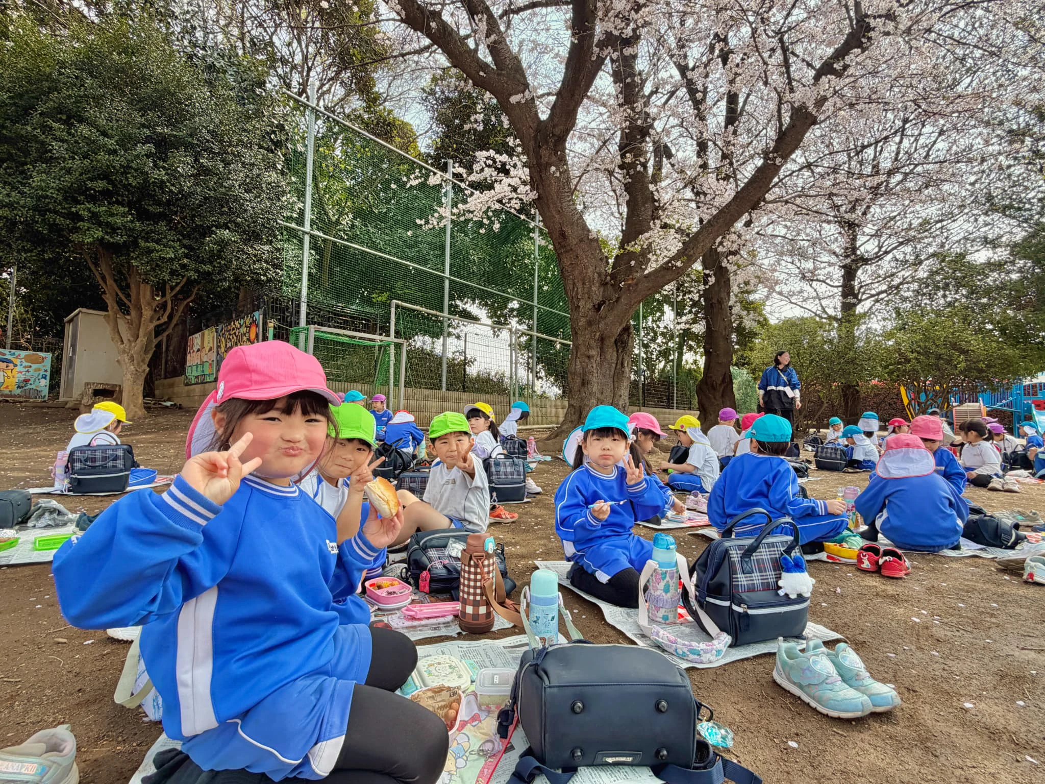 園庭の桜の木の下でお弁当を食べる子どもたち