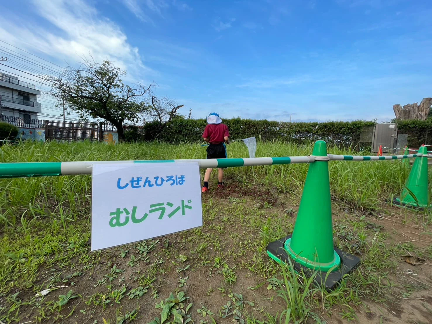 みもみ幼稚園の虫が沢山いる虫ランドで虫探しをする男の子