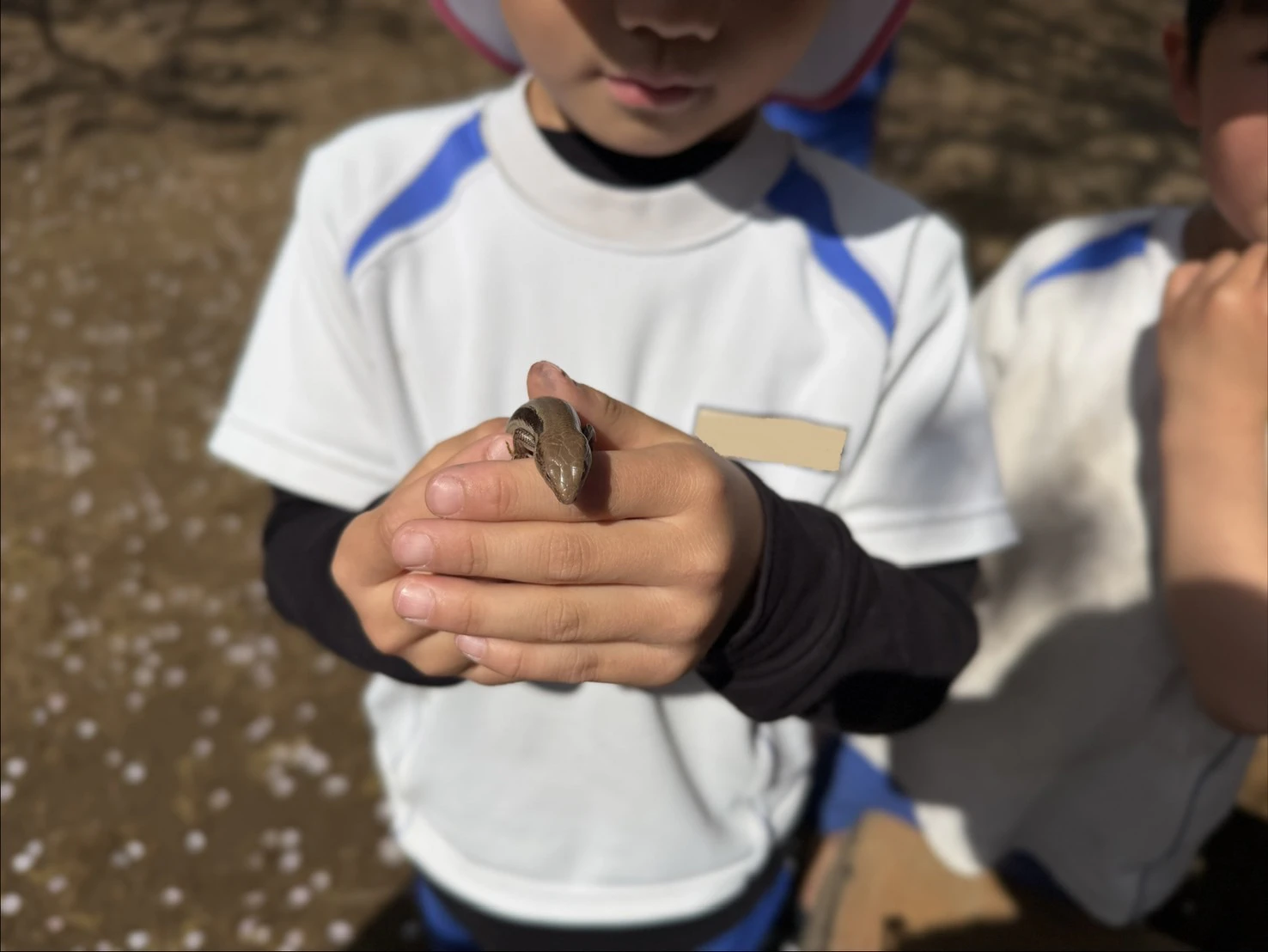 カナヘビを手にもつ男の子