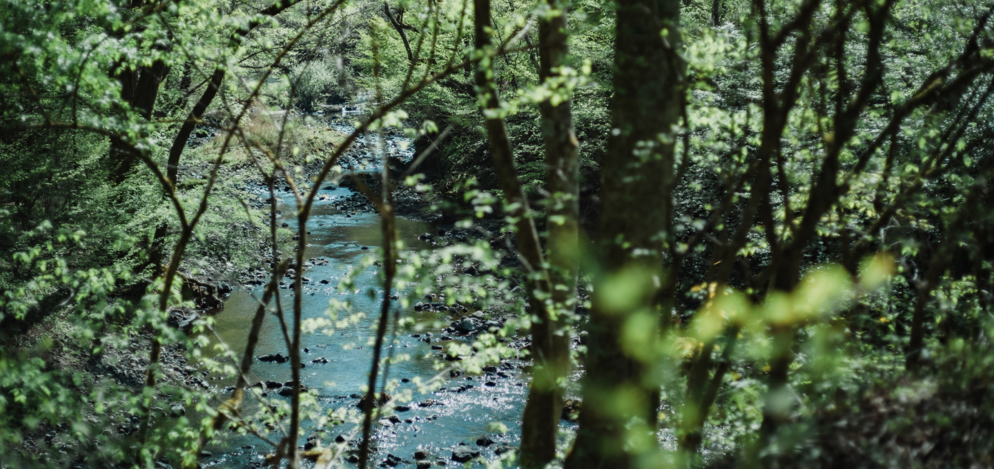 [1 Night] Tour Mount Fuji and Yamanashi's Natural Wonders and Wineries and Enjoy Innovative Modern Cuisine at nôtori