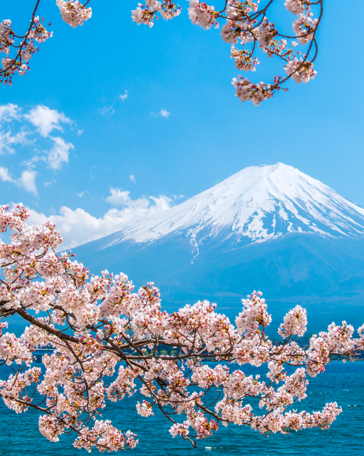 Cherry Blossoms in Tokyo