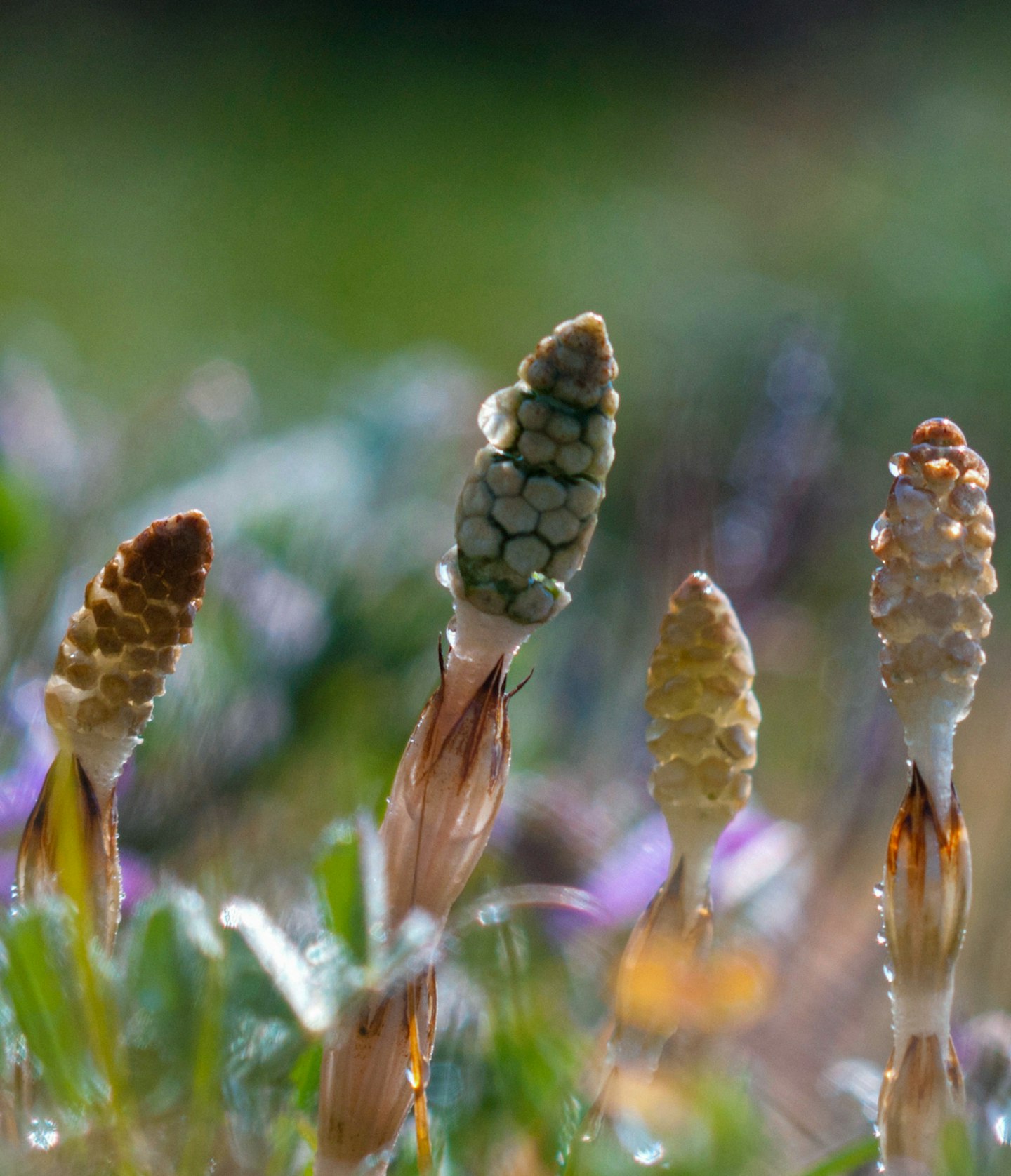 特集ページトップ画像