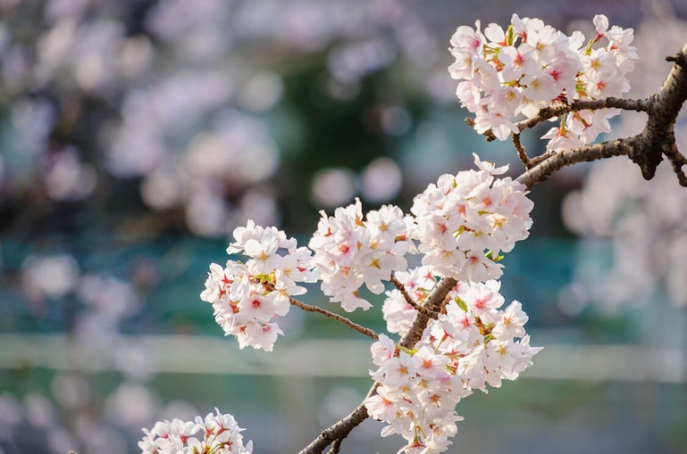 桜咲く絶景と春を楽しむ贅沢旅