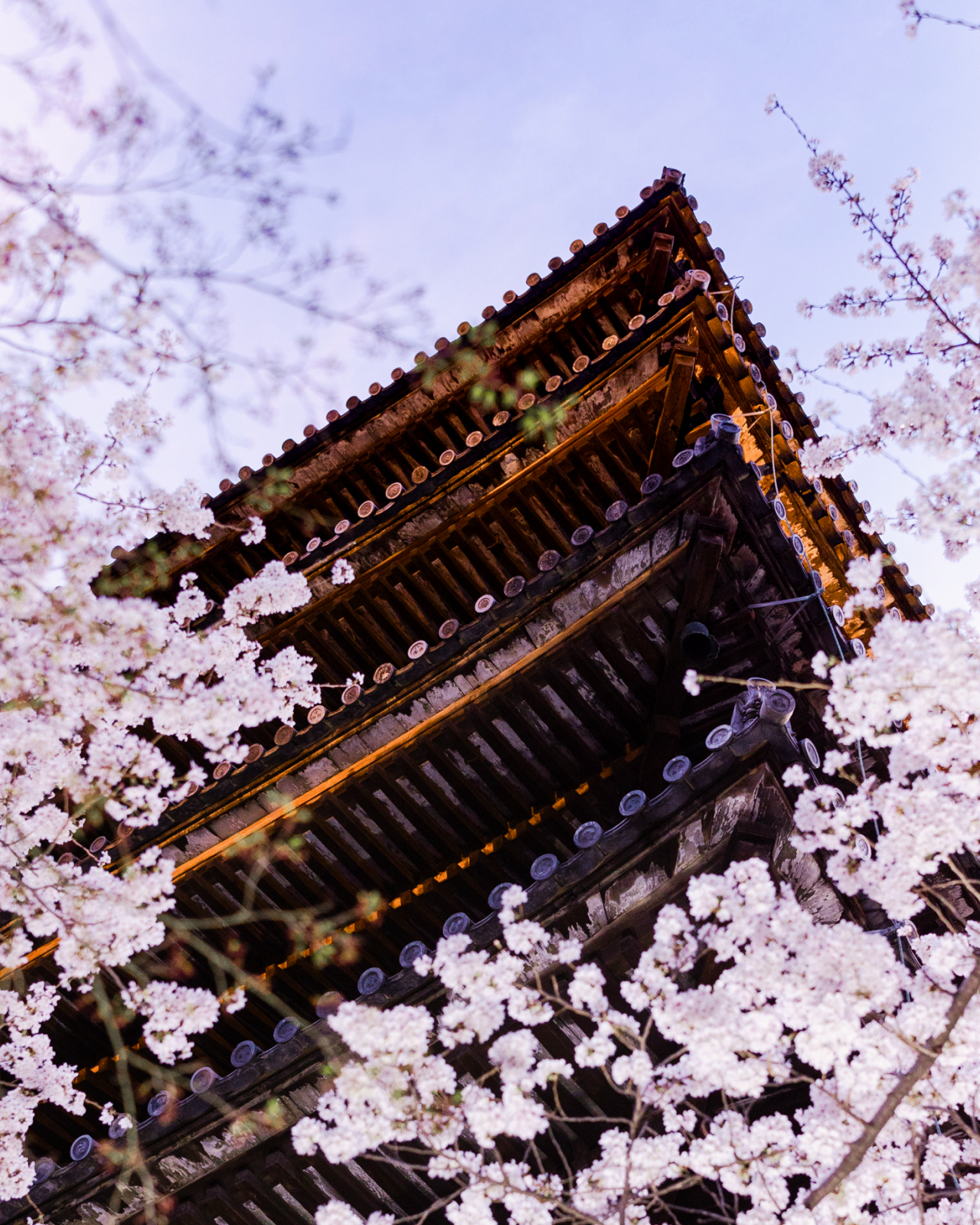 Cherry Blossoms in Kyoto