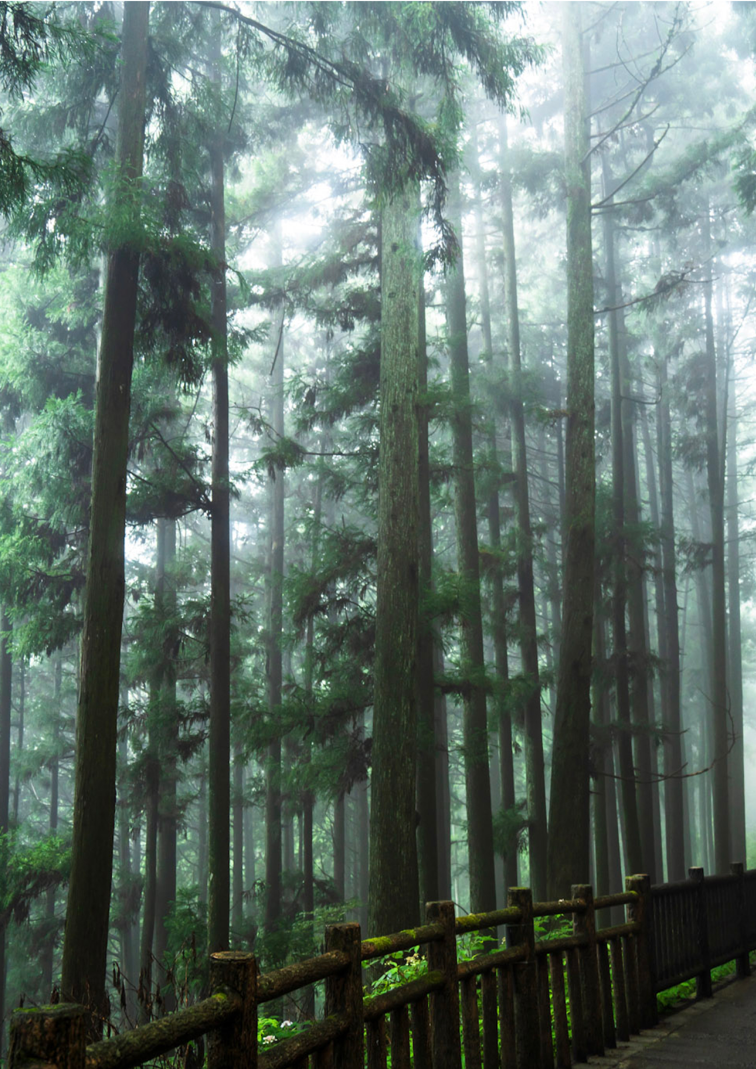 [Short Stay] Explore Sacred Mt. Mitake on a Guided Hike and Relax with an Overnight Stay at a Private Riverside Villa
