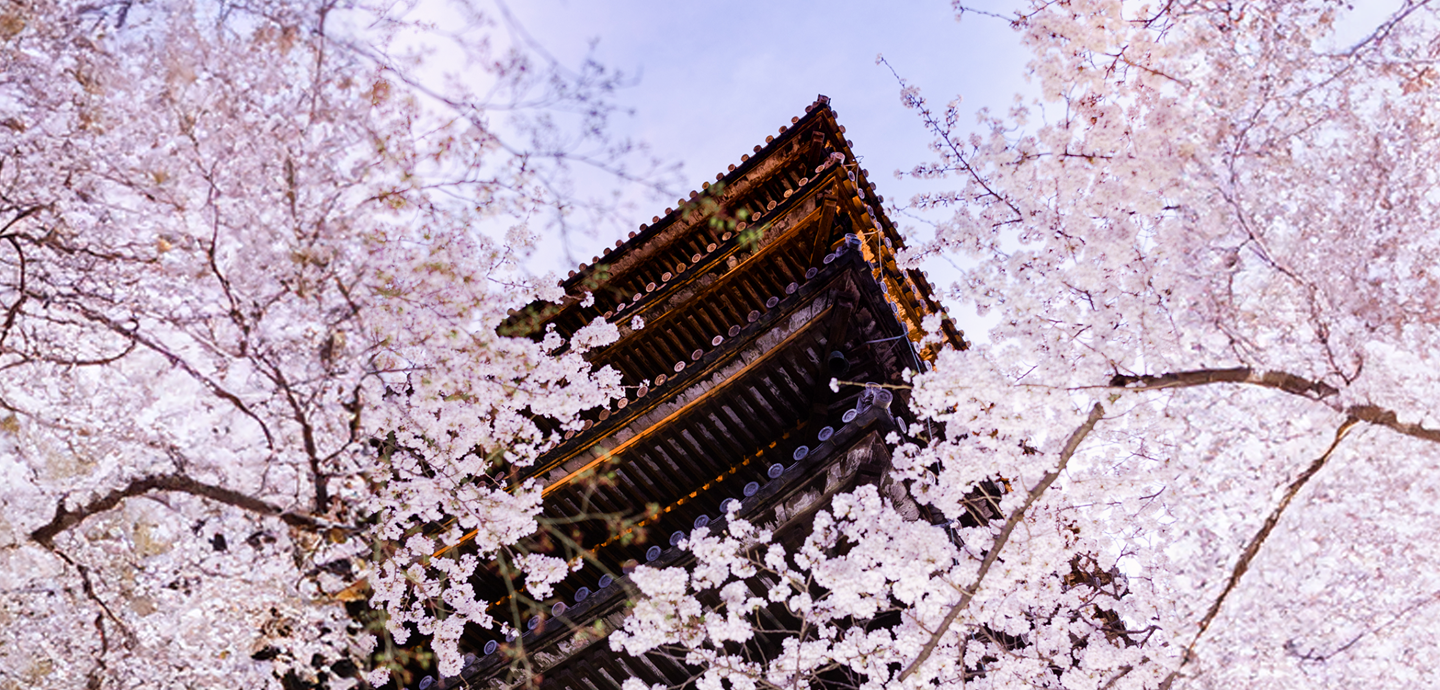 Cherry Blossoms in Kyoto
