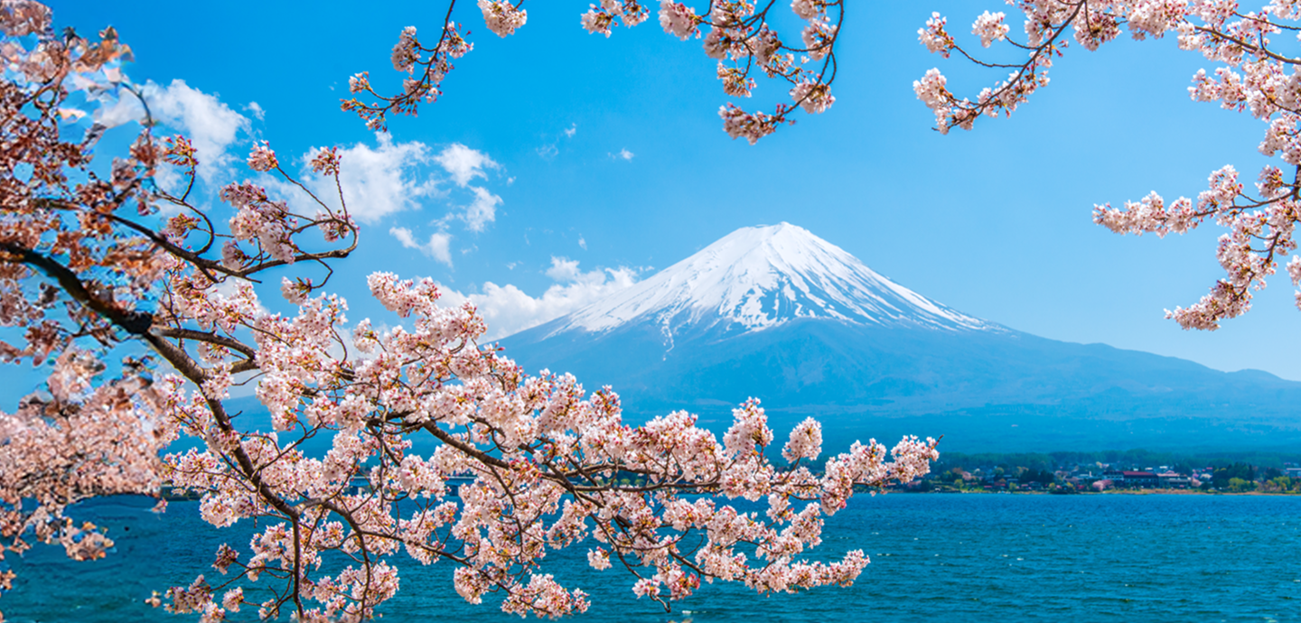 Cherry Blossoms in Tokyo