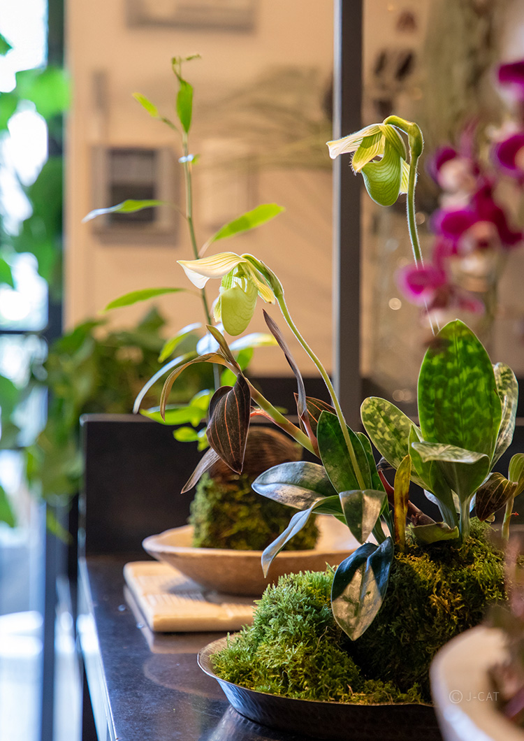 季節の花材で苔玉づくり 名古屋のフラワーギャラリー「藤の花」にて