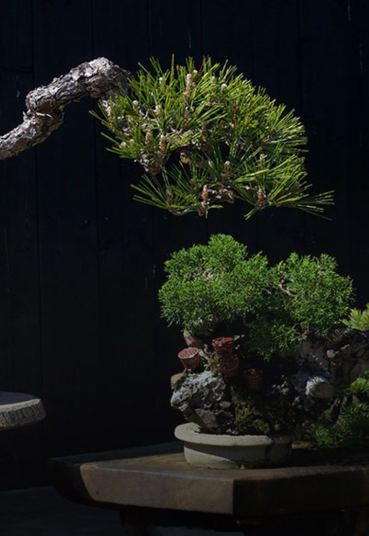 Bonsai Experiences