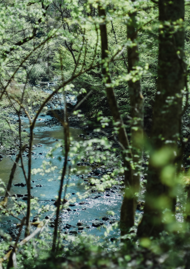 [1 Night] Tour Mount Fuji and Yamanashi's Natural Wonders and Wineries and Enjoy Innovative Modern Cuisine at nôtori