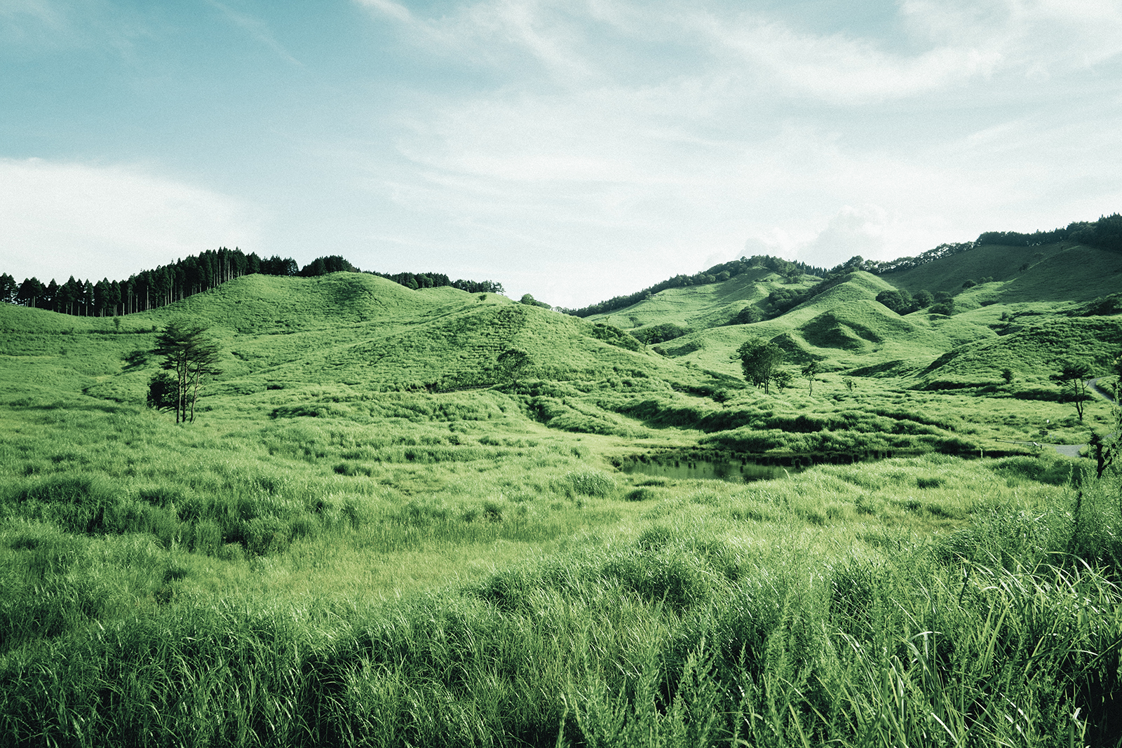 TONOMINE PLATEAU: A WORLD PAINTED IN GREEN