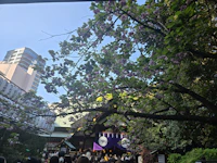 【東京大神宮】推しの映画前に「東京のお伊勢さま」へ。縁結びの名社で春の御朱印