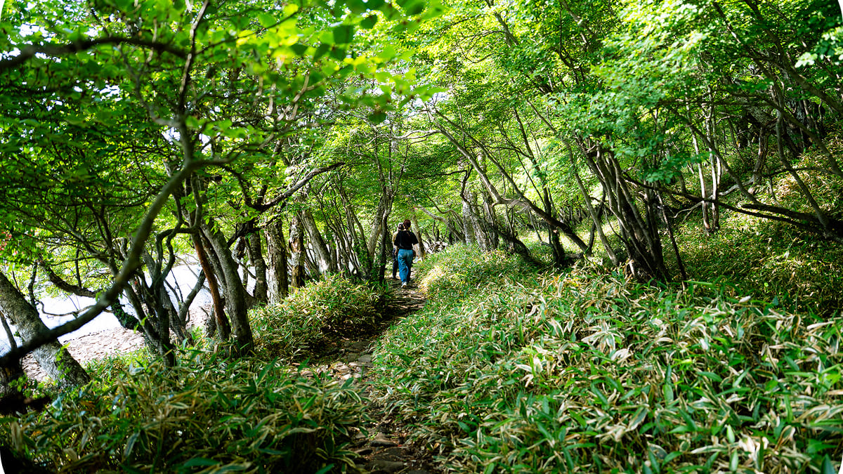 ほぼの駅　プレオープン　切符　赤城　1101枚限定　　非売品 ほぼ日、群馬県「ほぼの駅 AKAGI」試験開業。初日は記念きっぷ配布