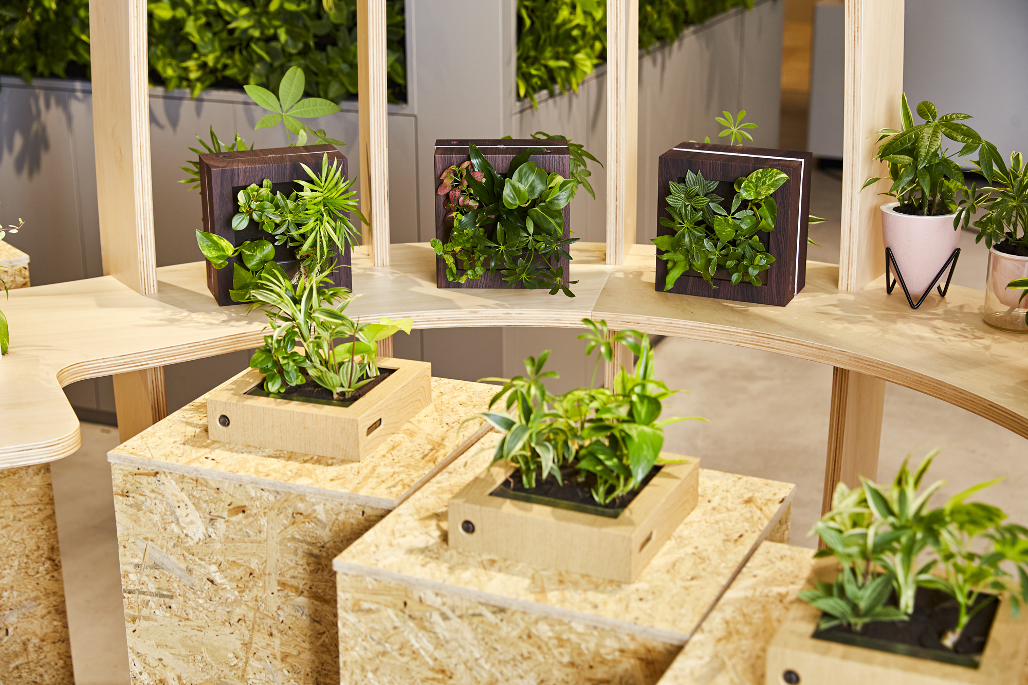 flying Fin 観葉植物ケース 土を使わない植物のお店 みどりの葉奏音（ハート） | 生活のたのしみ展