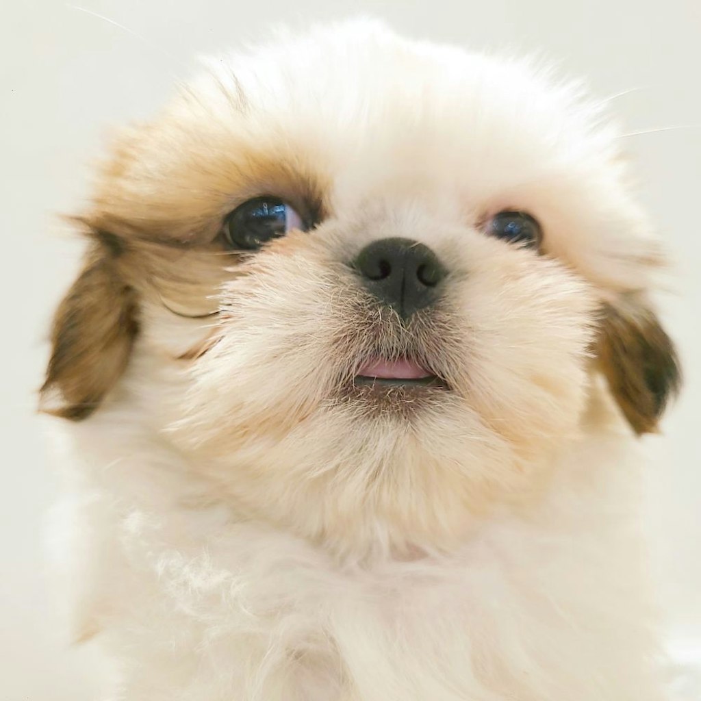 初登場!!他の店からやってきたスタッフによる新犬紹介💖ペットショップ犬の家&猫の里香久山店 | ペットショップ 犬の家&猫の里 | 子犬だけで ...
