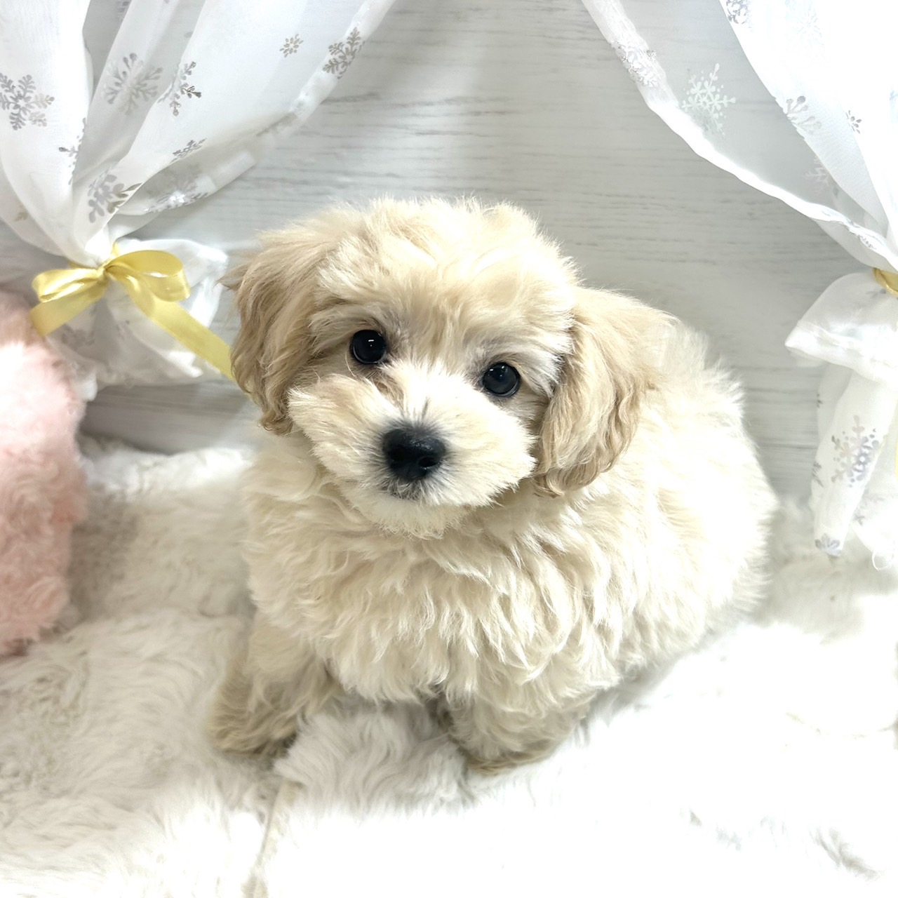 🐶岡崎店お迎え＆本日限定特別価格のわんちゃん達のご紹介